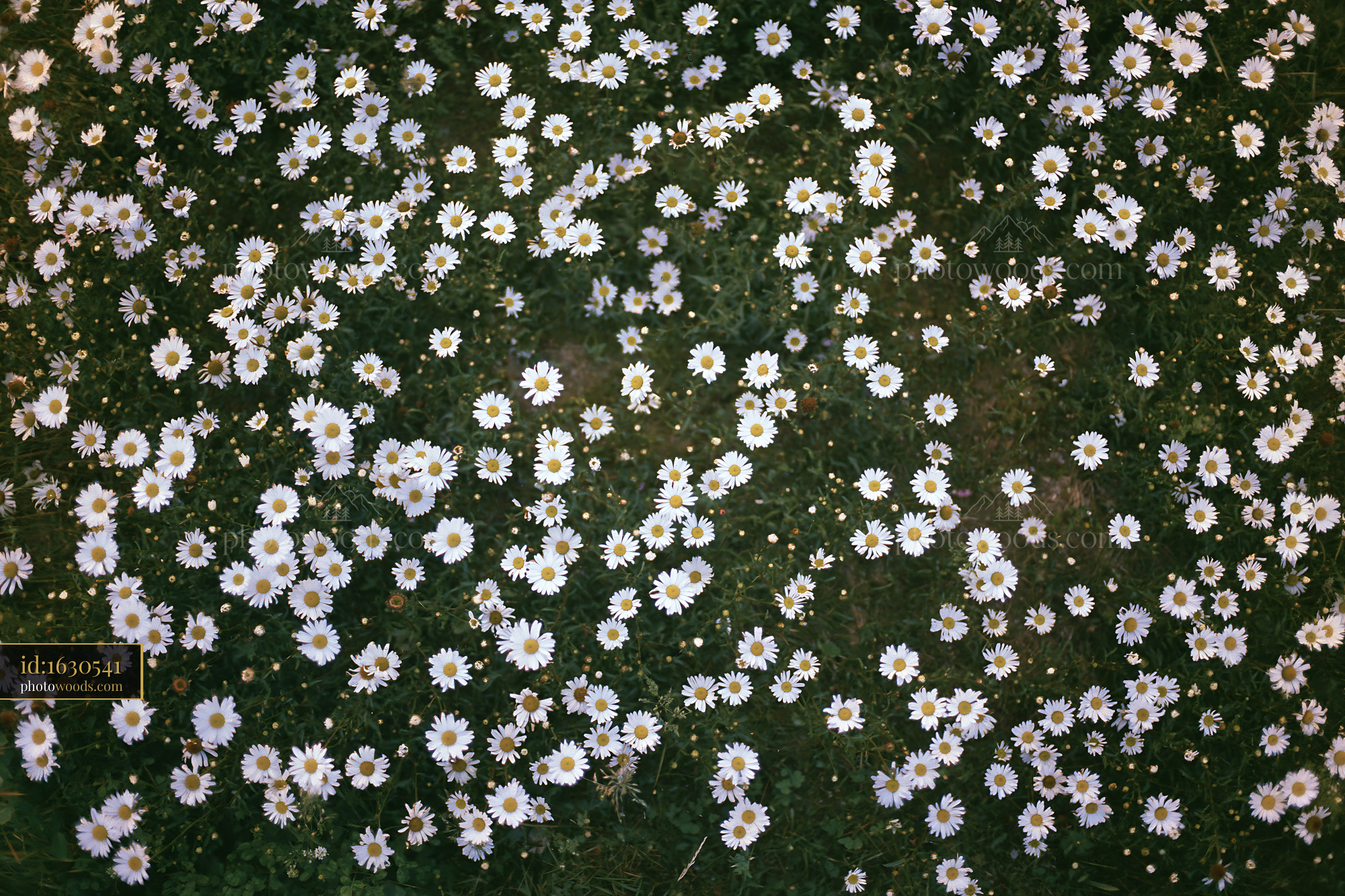 Chamomile Flowers Blooming in a Meadow During Spring