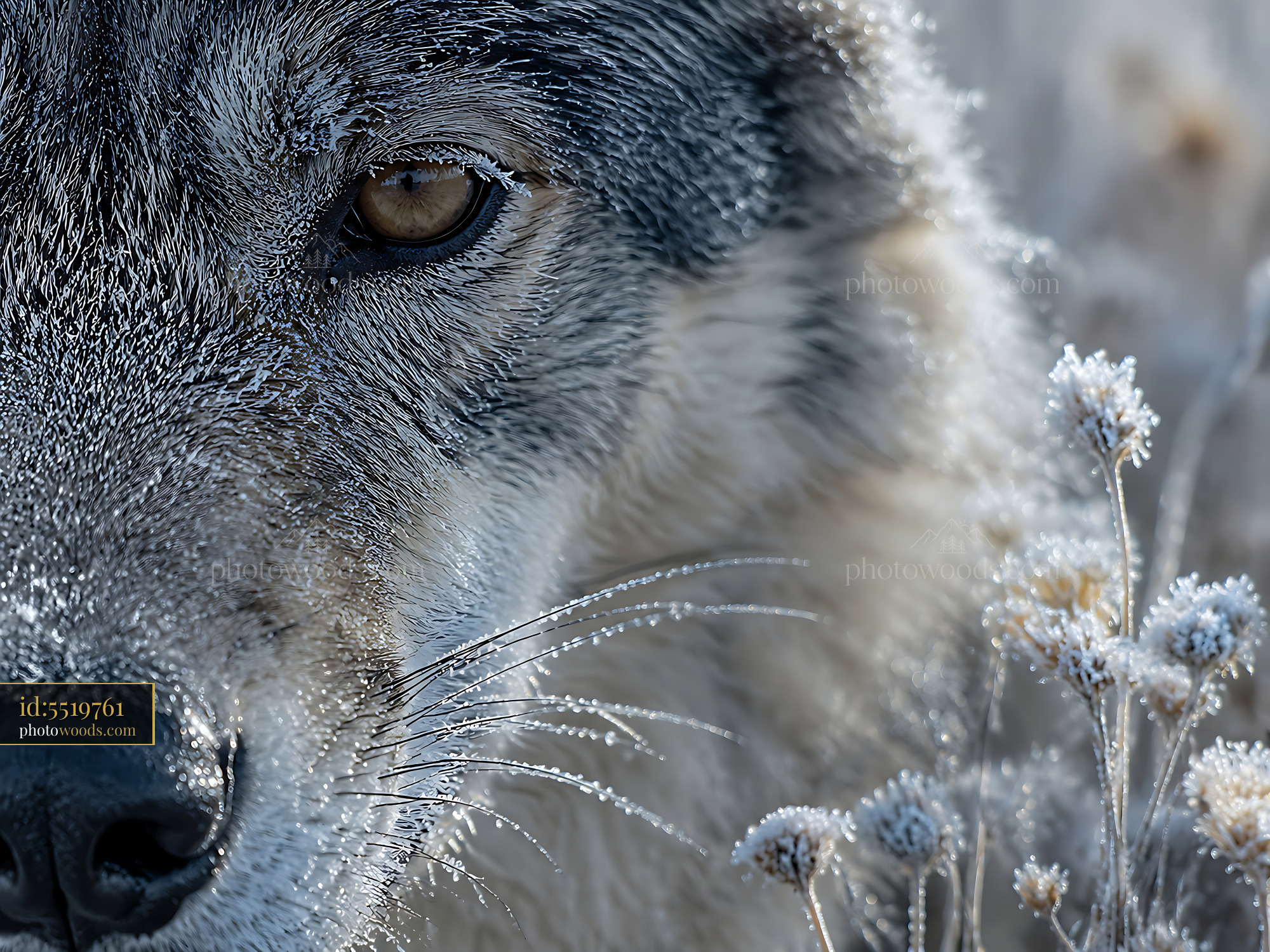 Wolf Looks at Camera With Frost on Its Fur in Winter Landscape