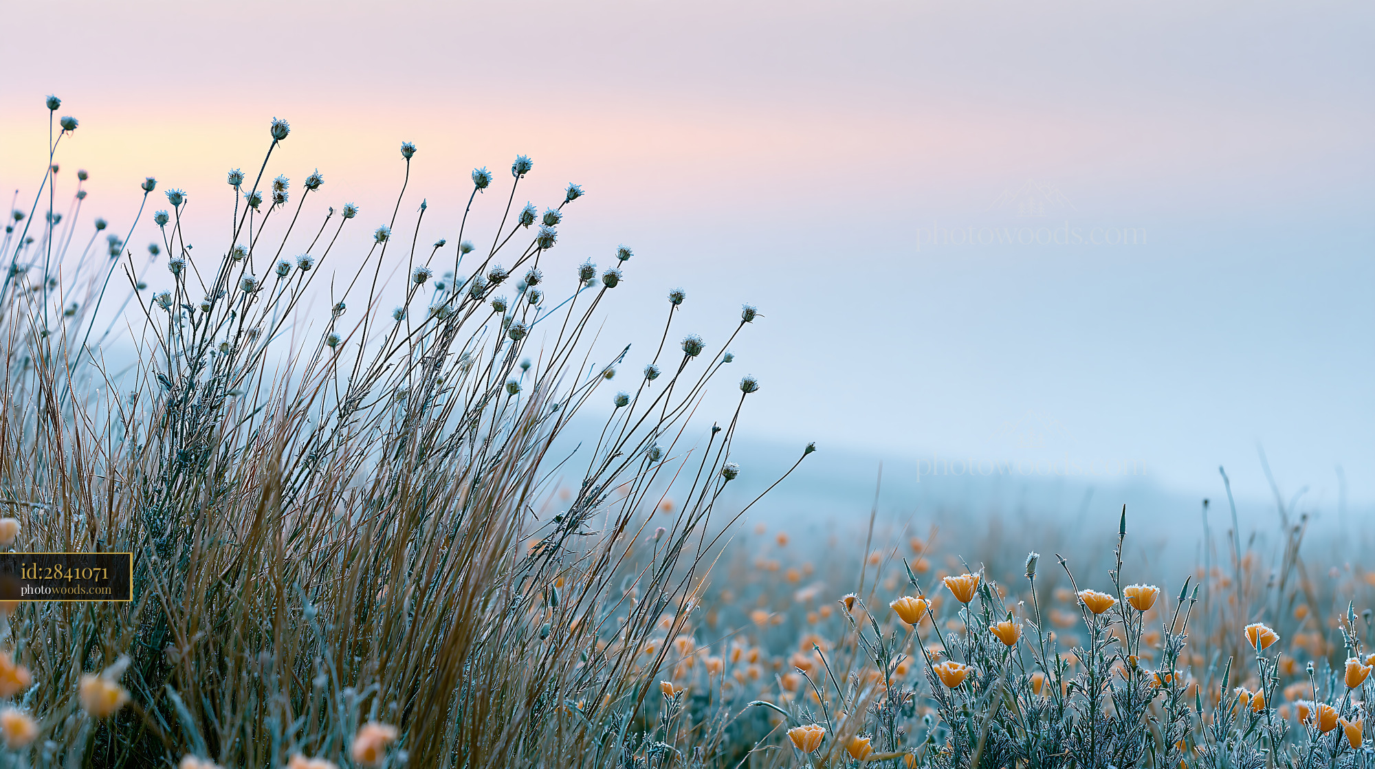 California Poppy, Wildflower Meadow in Early Morning Light