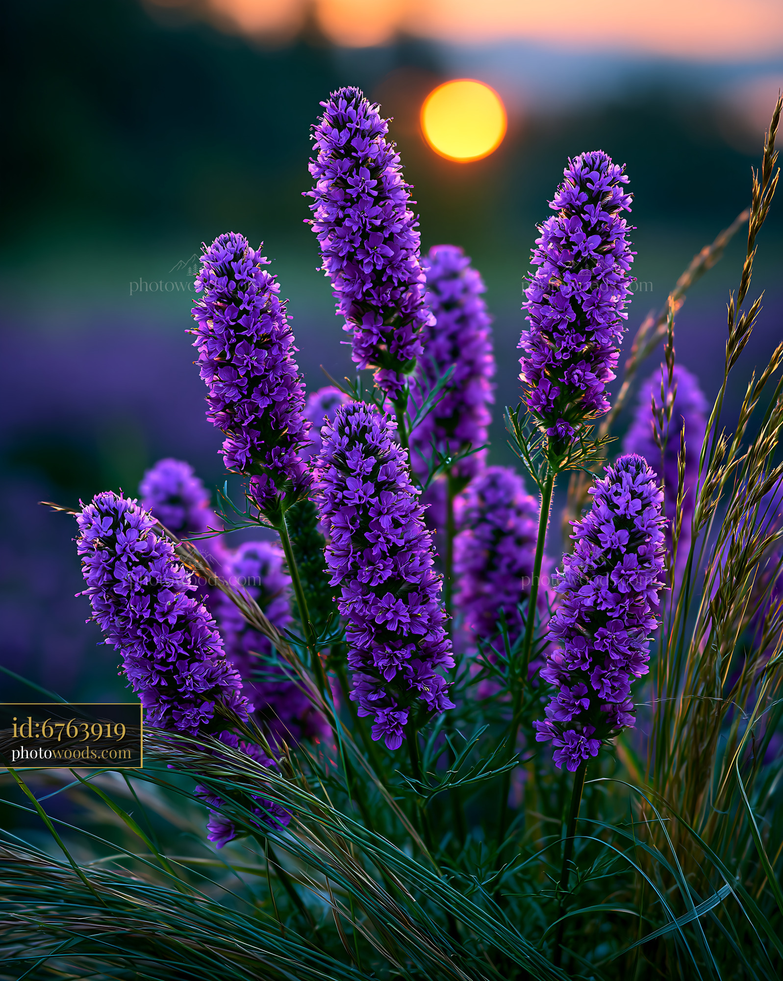 Purple Flowers Grow Near Sunset in an Open Field
