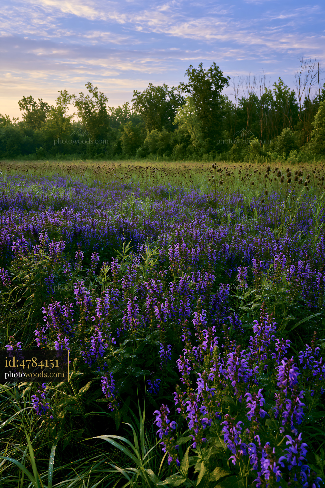 Meadow Sage Blooming in a Field During the Golden Hour