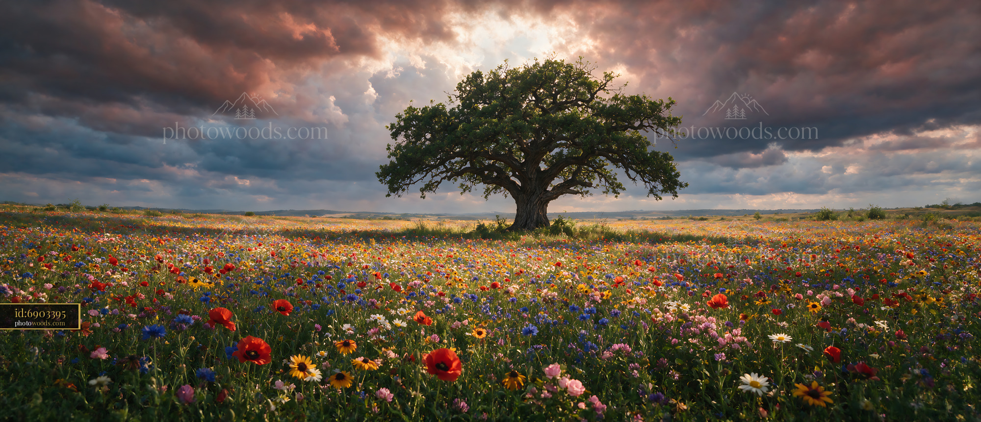 Wildflowers Blooming in an Open Meadow Under Cloudy Sky