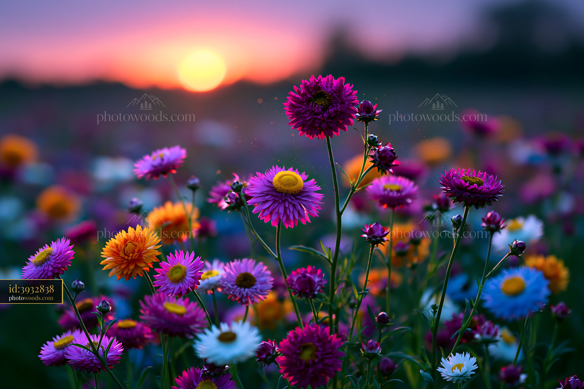 Flowers Bloom With Sunset in the Background Over a Field