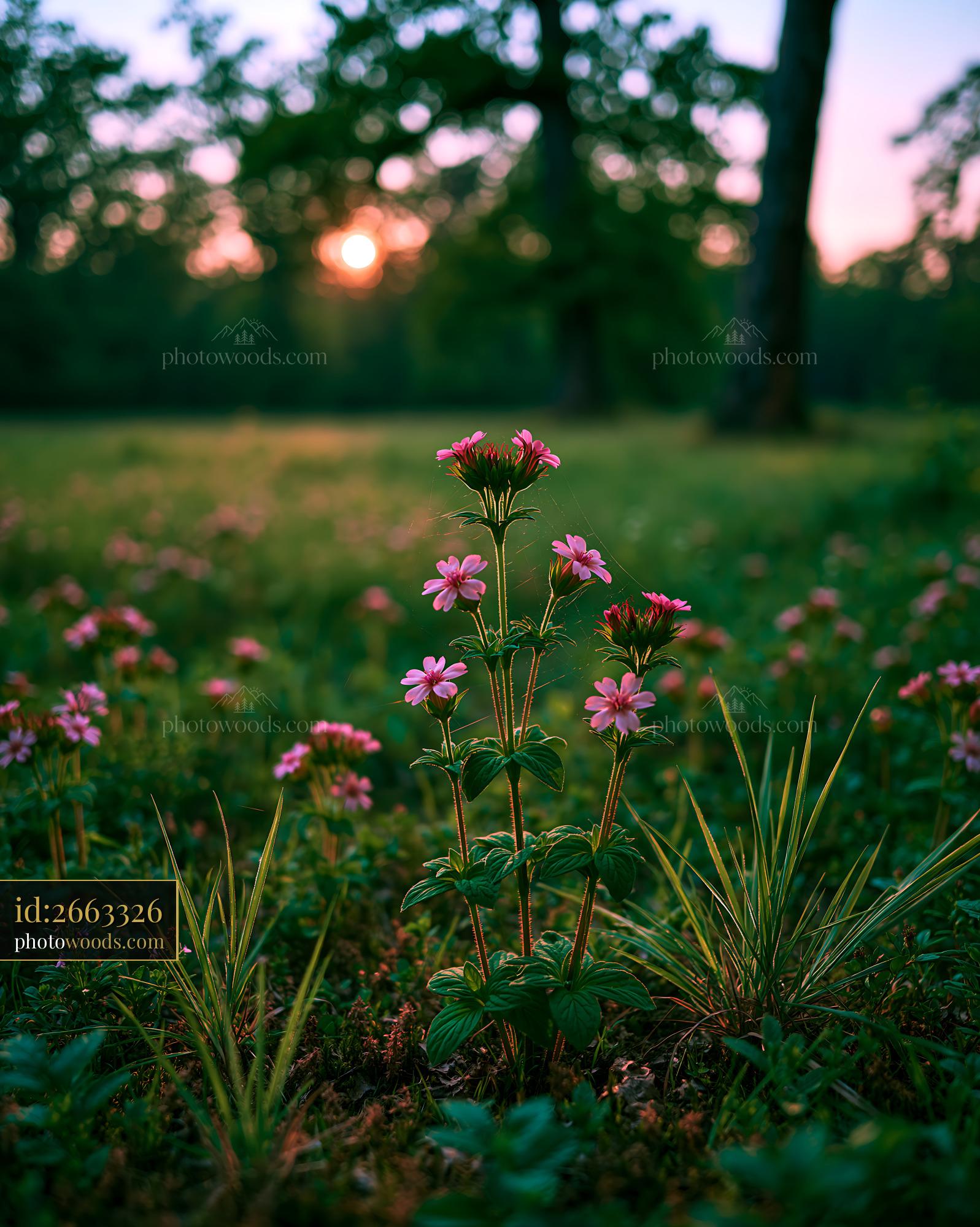 Wild Geranium Blooming in Meadow at Golden Hour