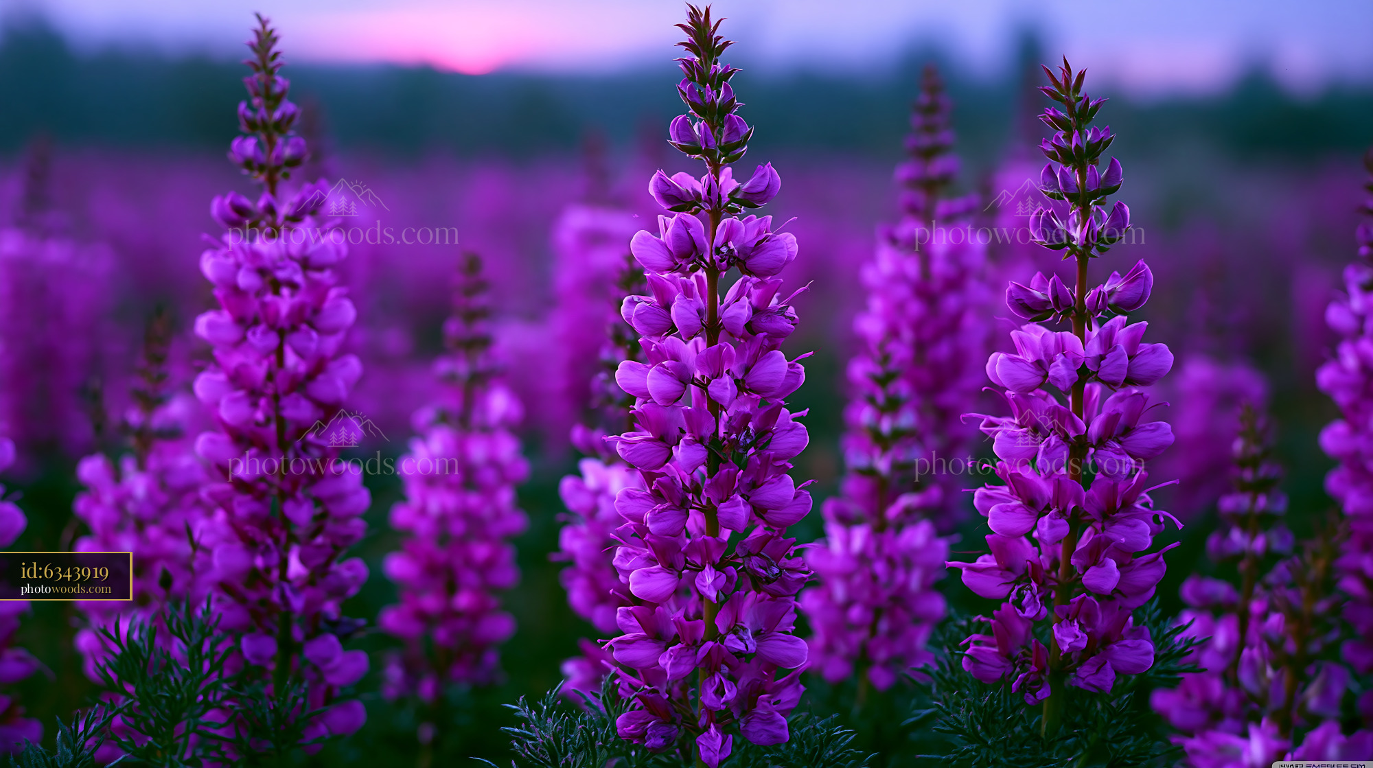 Purple Flowers Bloom in a Vast Field During Sunset