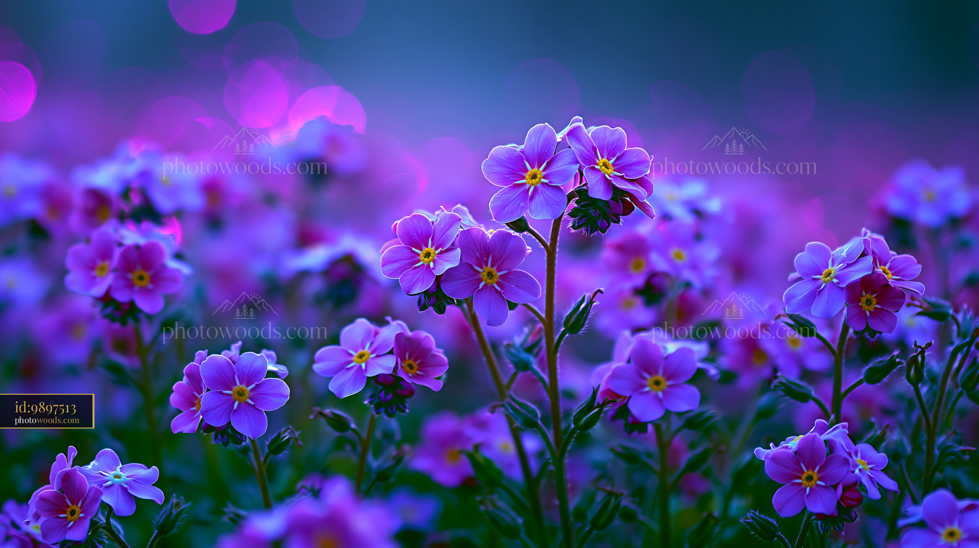 Purple Flowers Bloom in a Garden at Dusk With Soft Lighting