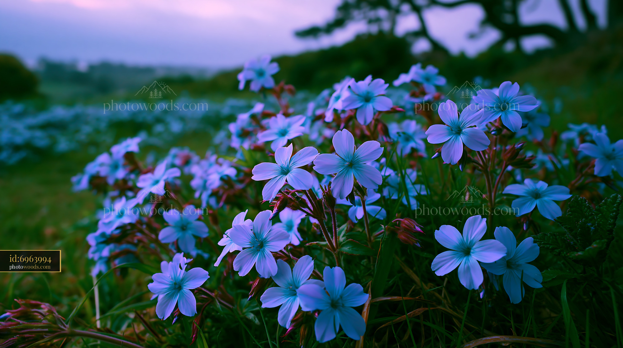 Flowers Bloom in a Field During Twilight Hours