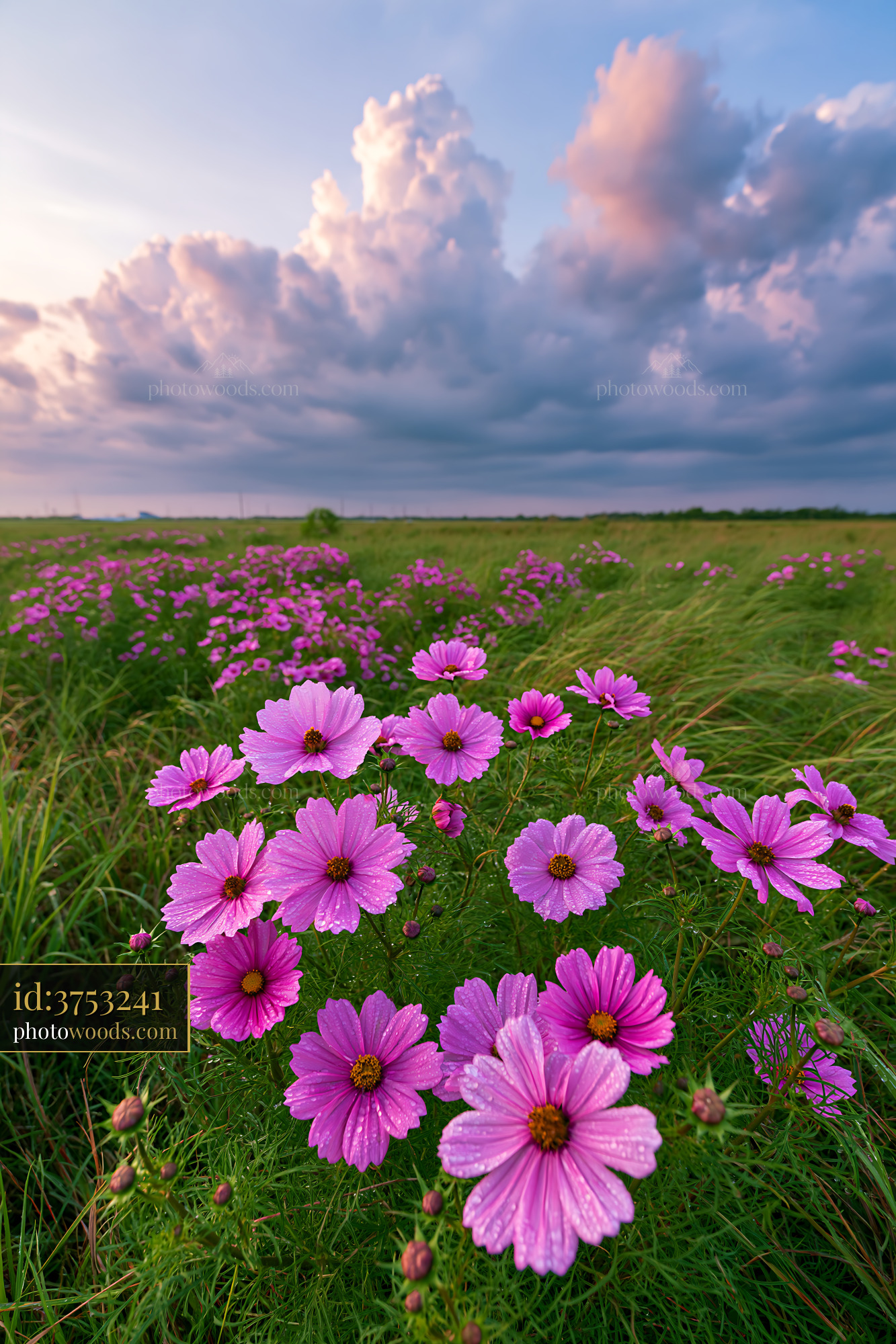 Cosmos Flowers Blooming in a Meadow Under Cloudy Skies