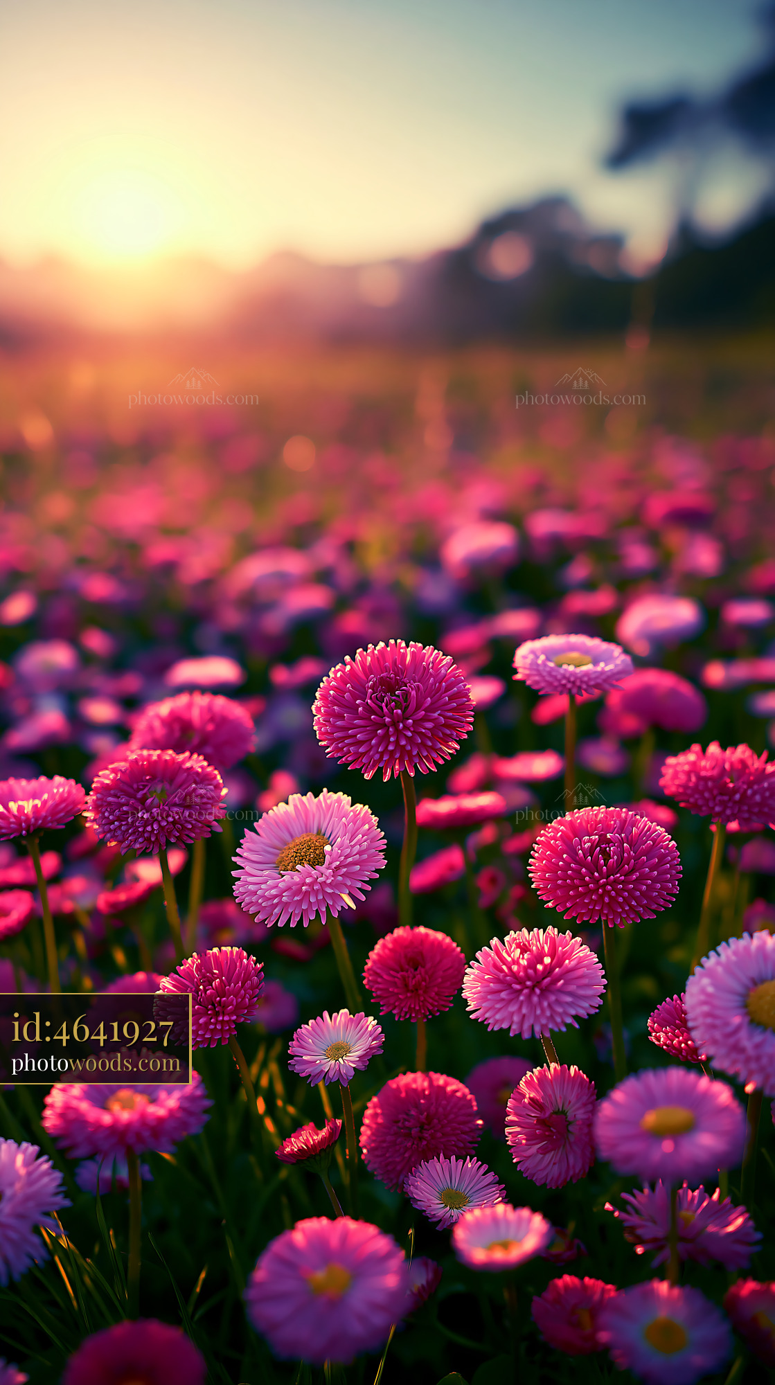 Flowers Bloom in a Field During Sunset Light