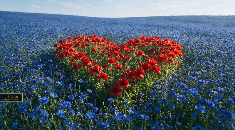 Red Poppies and Blue Flowers Form Heart Shape in Meadow