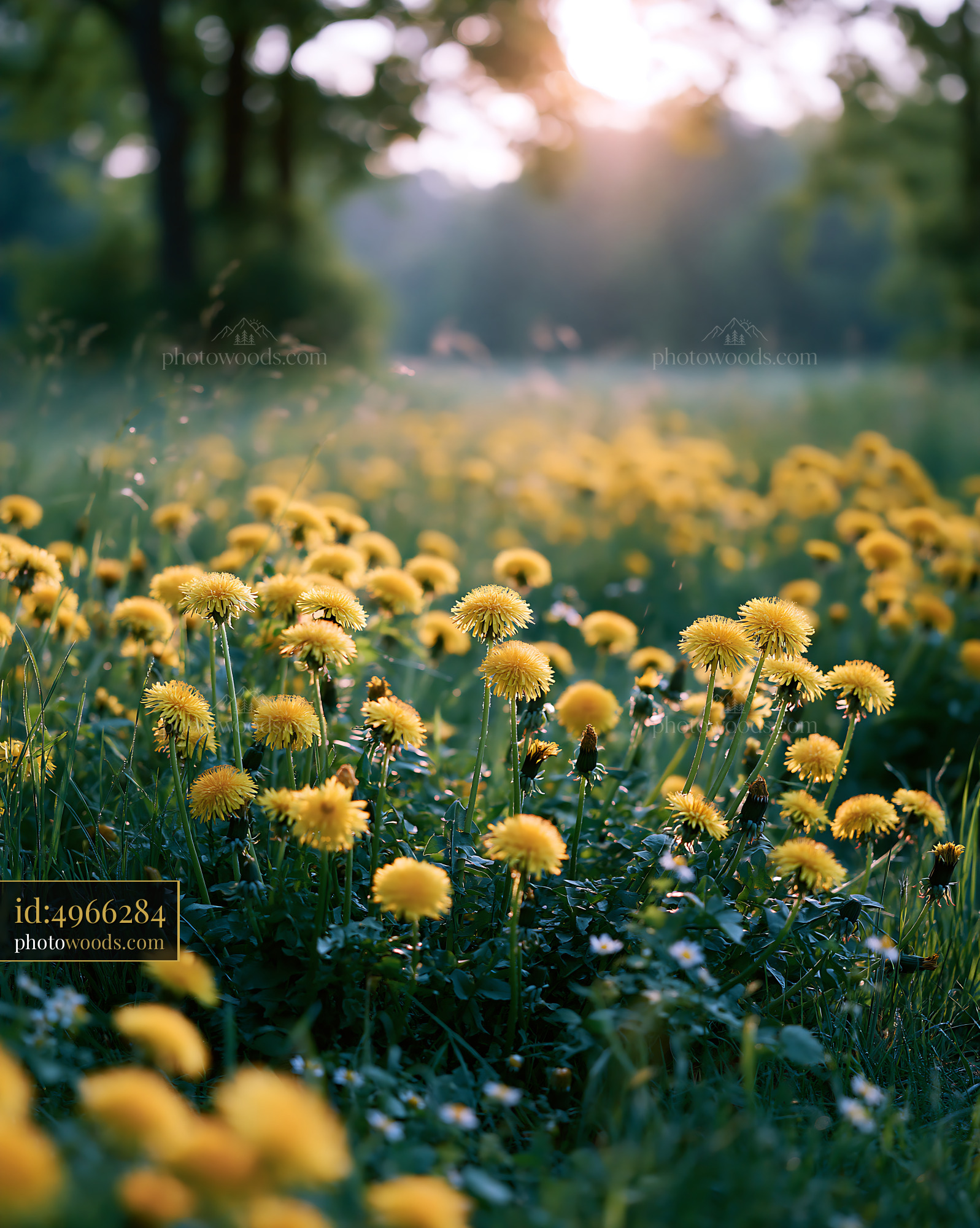 Dandelions Blooming in Meadow During Golden Hour