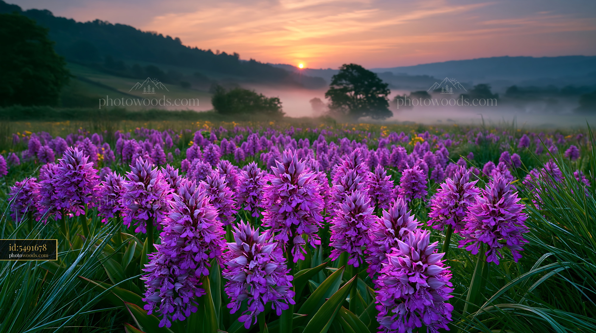 Military Orchids in a Meadow at Sunrise in Mist