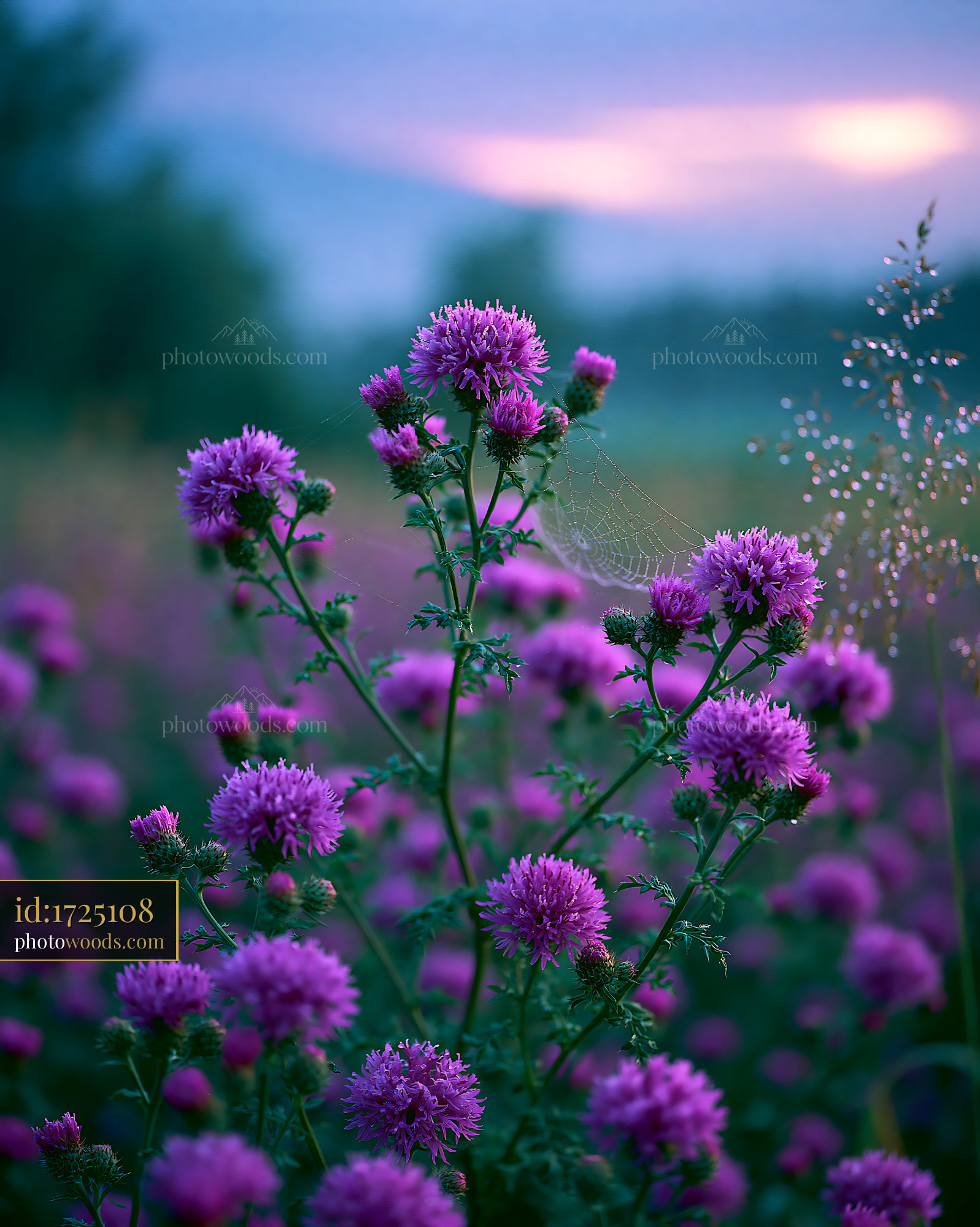 Field Thistle Blooming Under Soft Morning Light in Springtime
