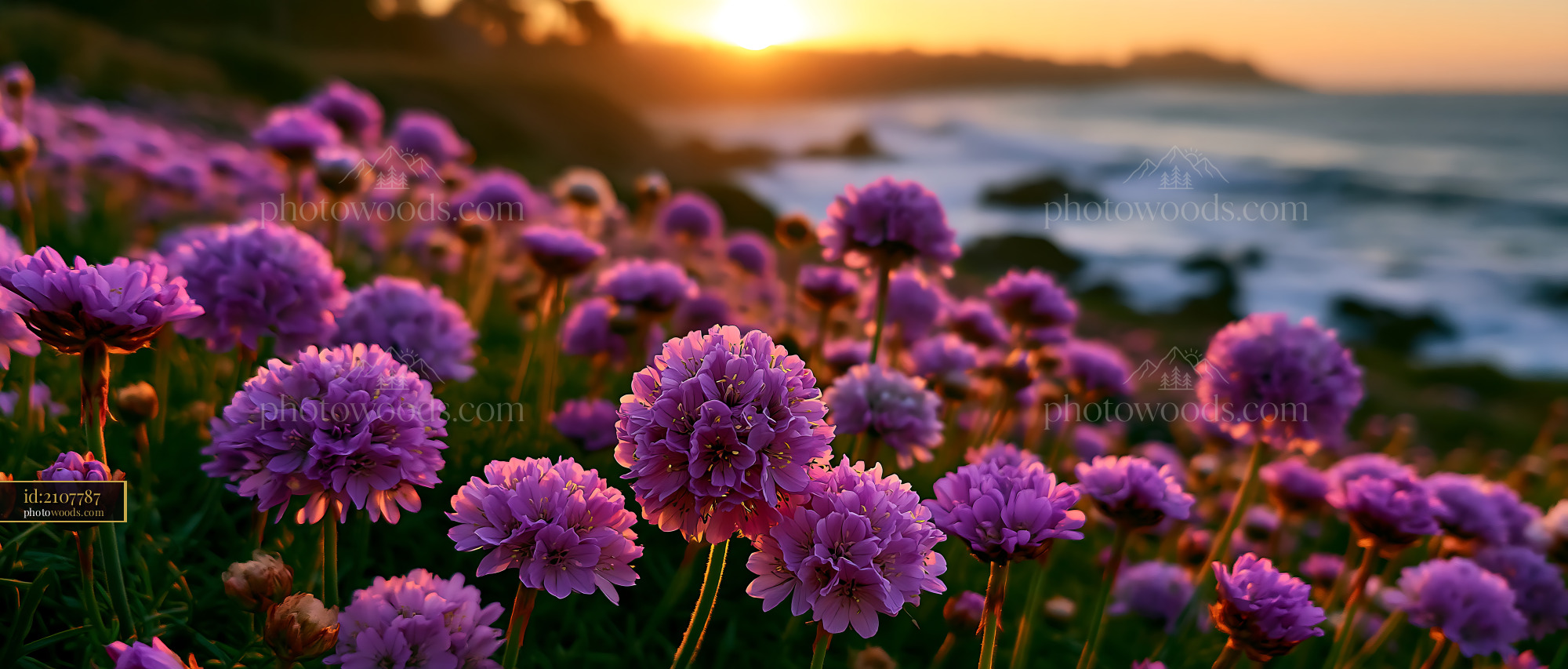Flowers Bloom at Sunset by the Ocean Near Rocky Shore