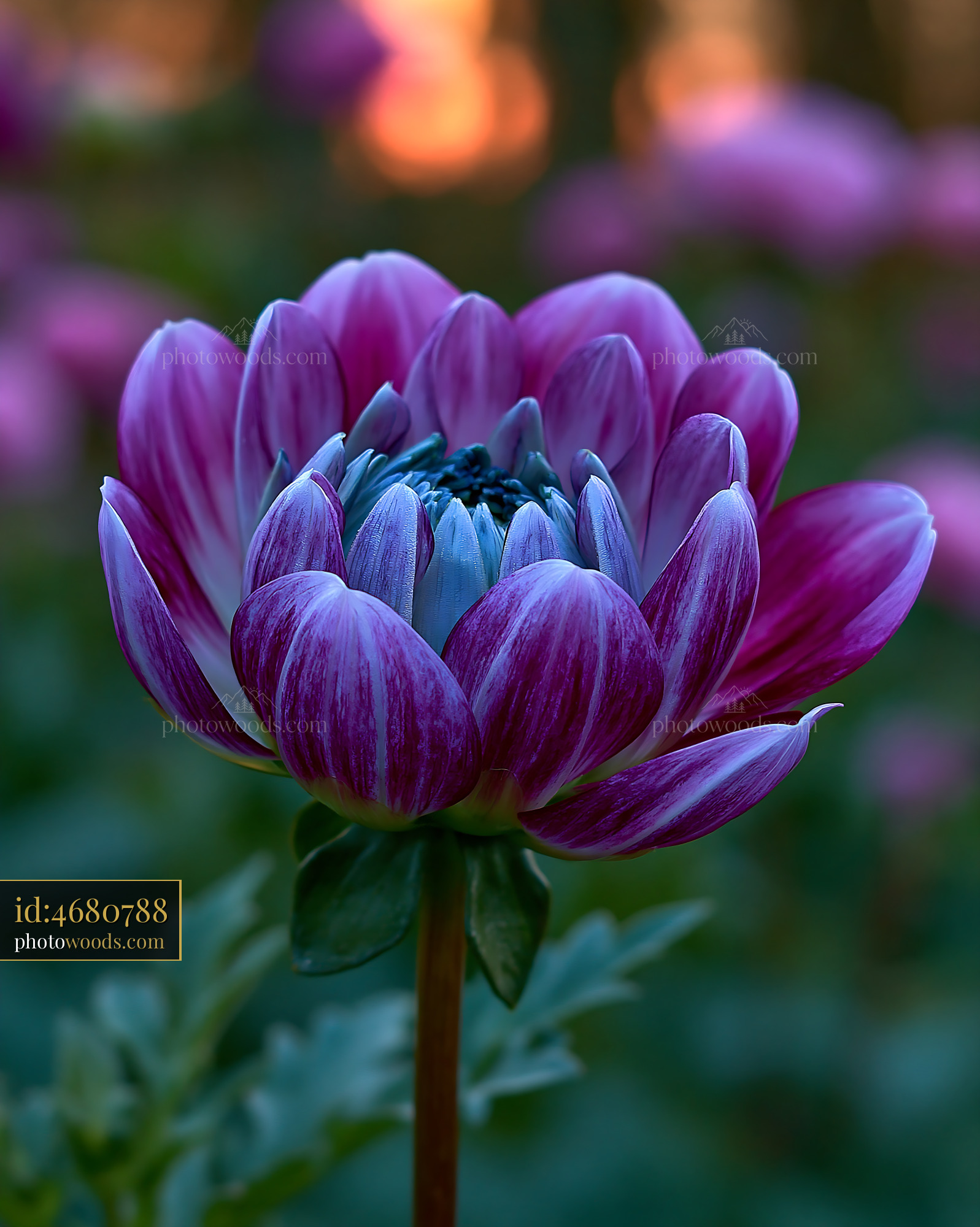 Flower Blooms With Purple Petals in a Garden at Sunset