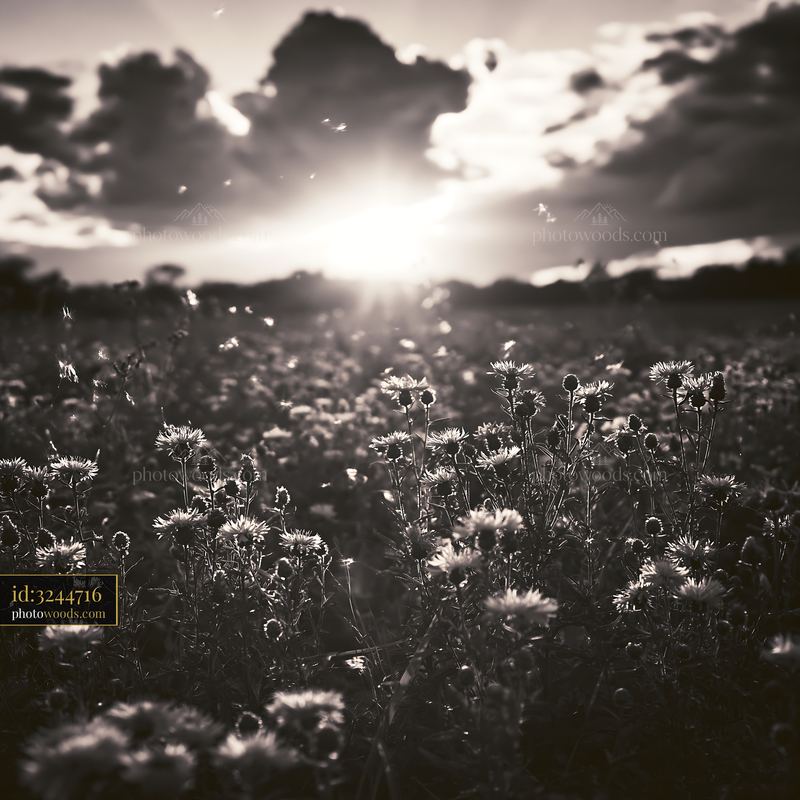 Knapweed Wildflowers Blooming at Sunset in a Meadow