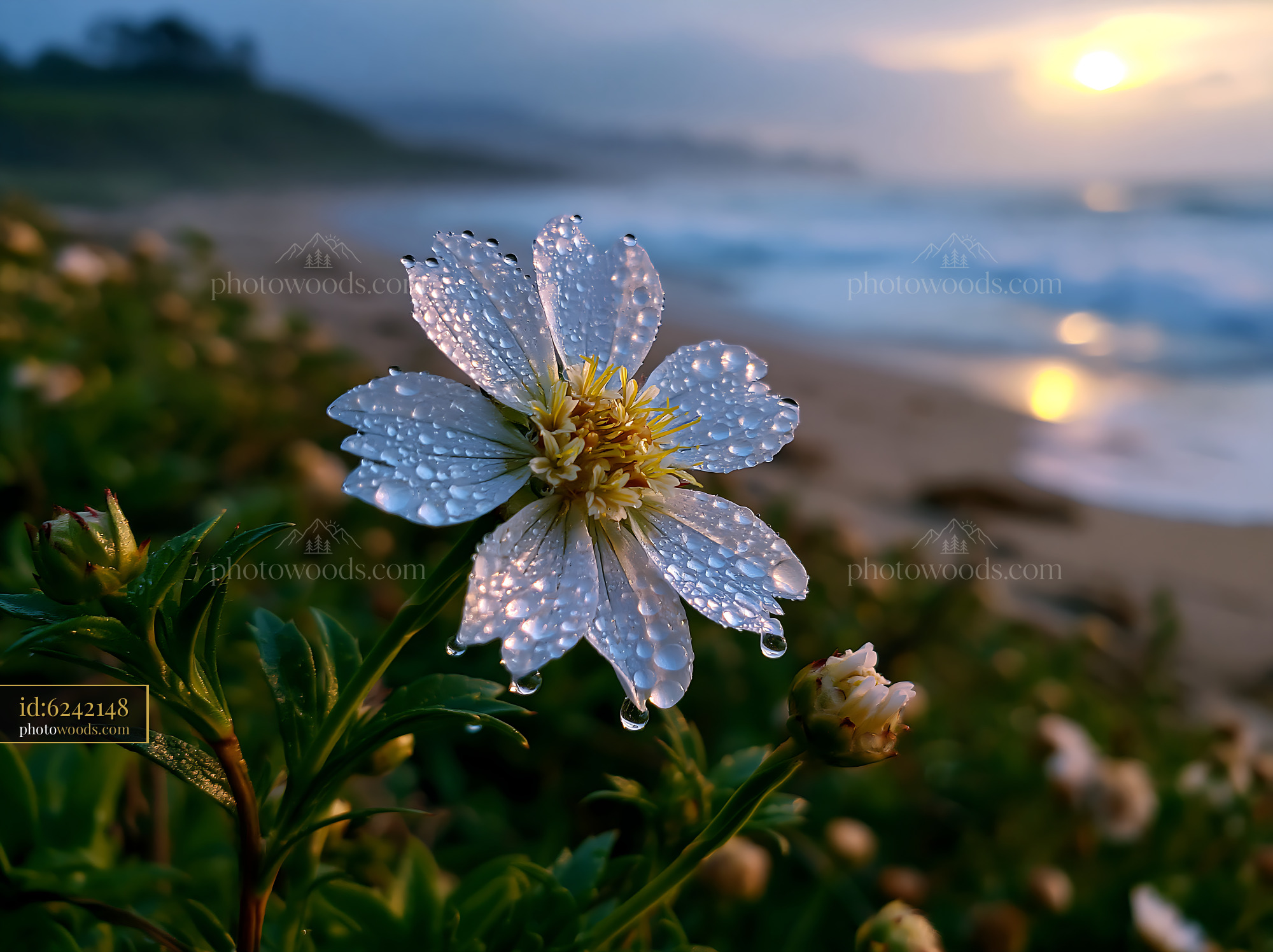 Flower Stands out Near Beach With Ocean Waves in Background