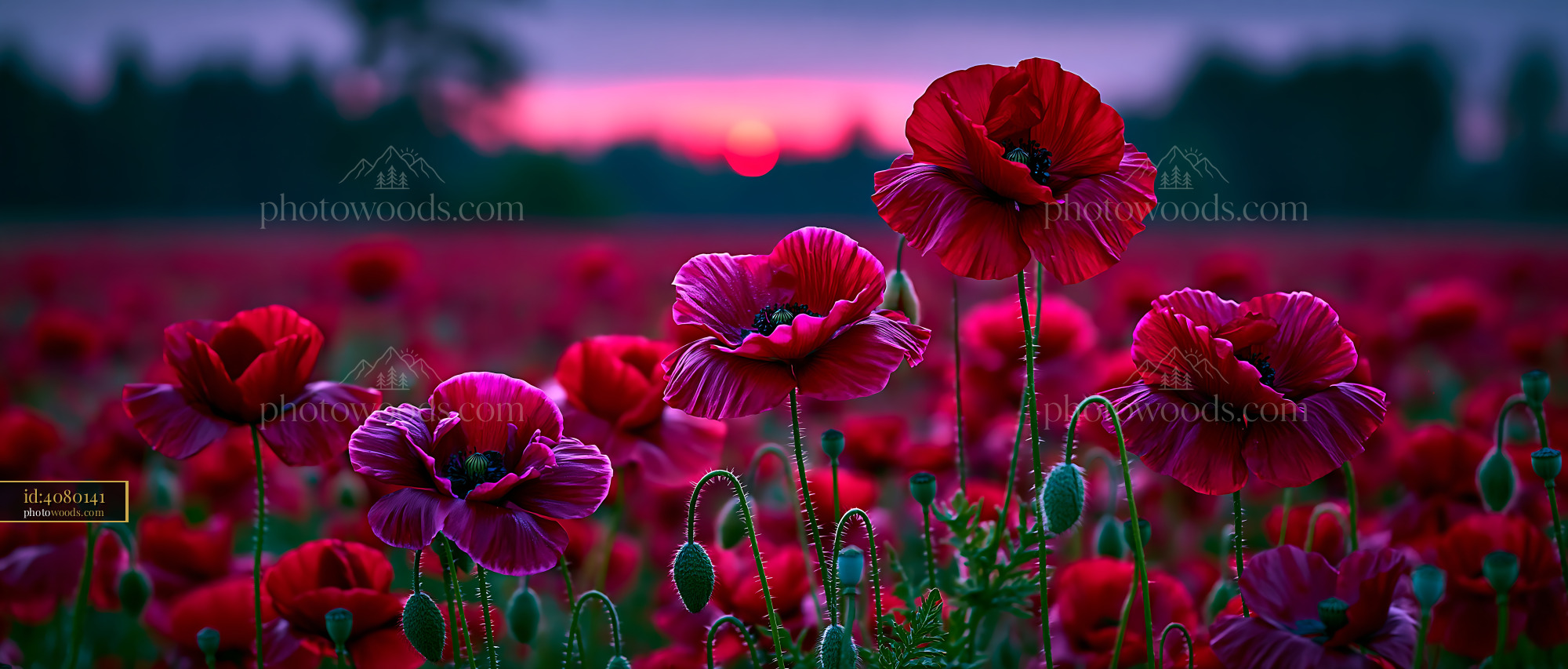 Poppies Bloom in a Field at Sunset With Purple Sky