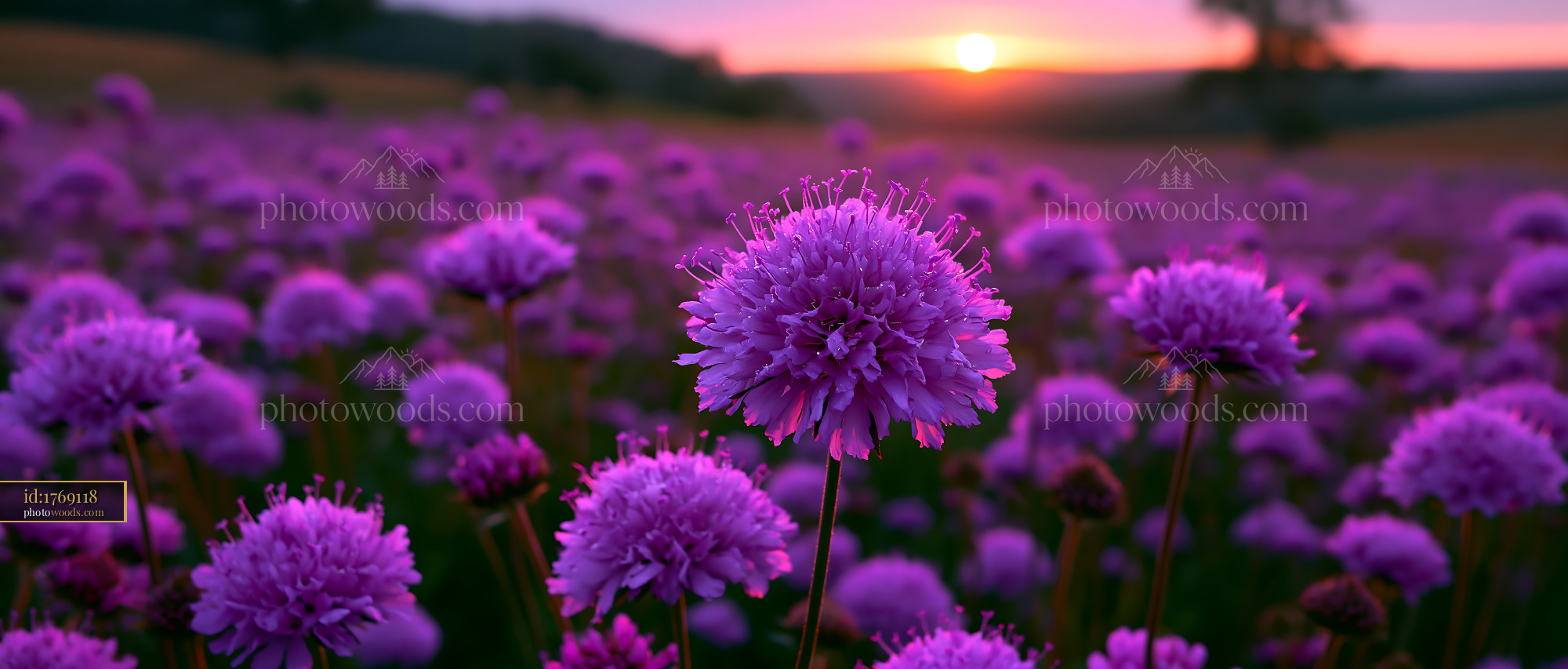 Purple Flowers Bloom During Sunset in a Wide Open Field