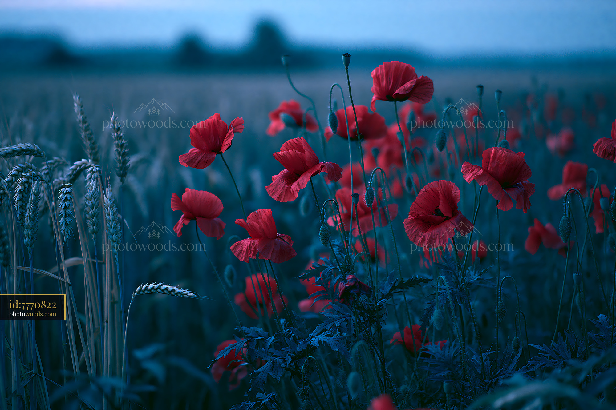 Poppy Flowers Blooming in a Meadow During Twilight