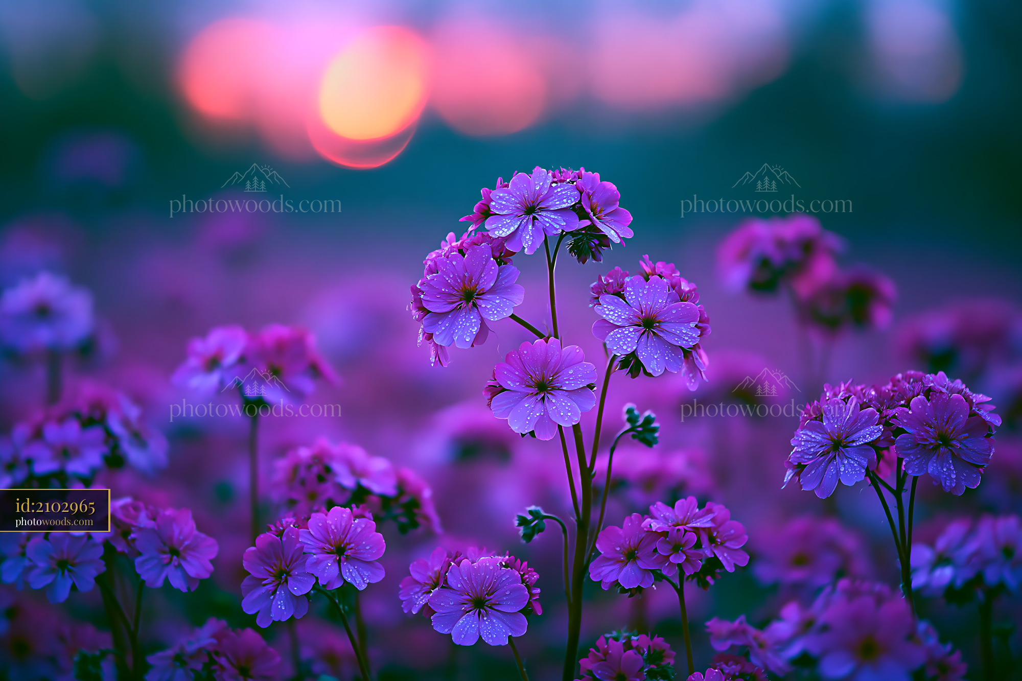 Flowers Growing in a Field at Sunset With Soft Light