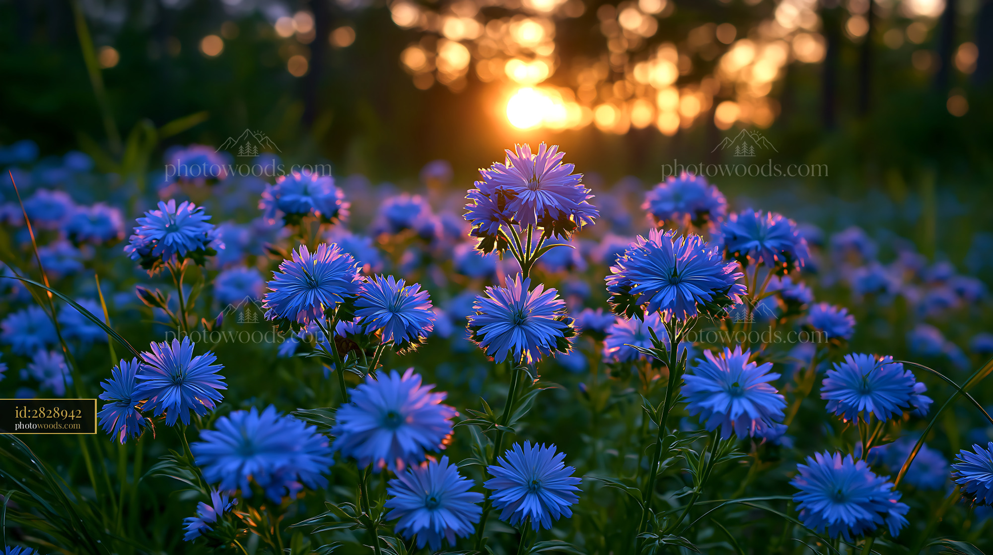 Flowers Bloom Under Sunset Light in a Peaceful Field