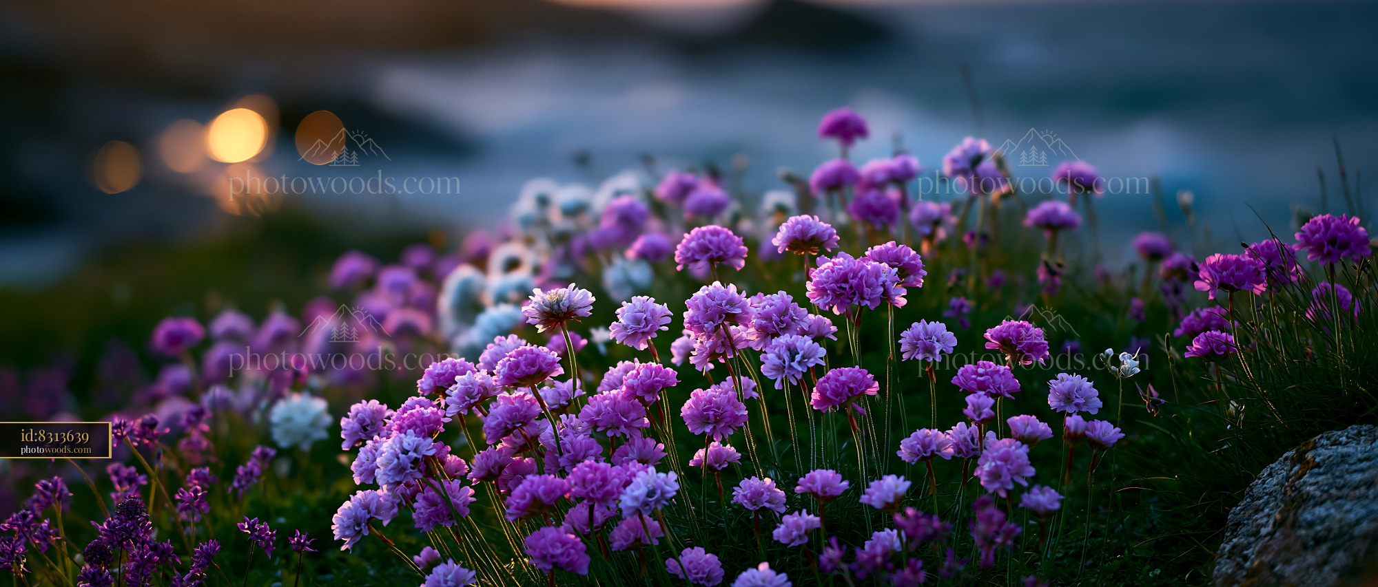 Flowers Bloom Near Ocean Shore During Sunset Light