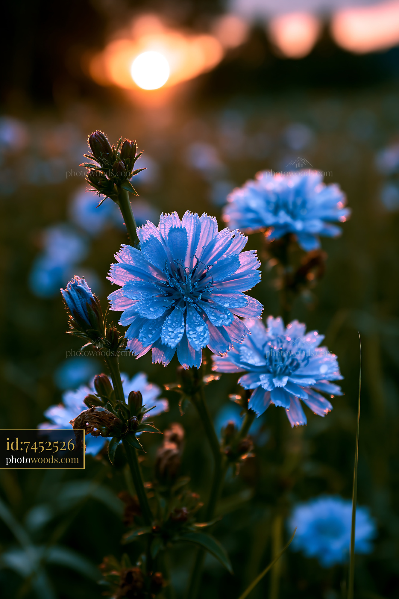 Blue Flowers Bloom at Sunset in a Grassy Field With Drops of Water