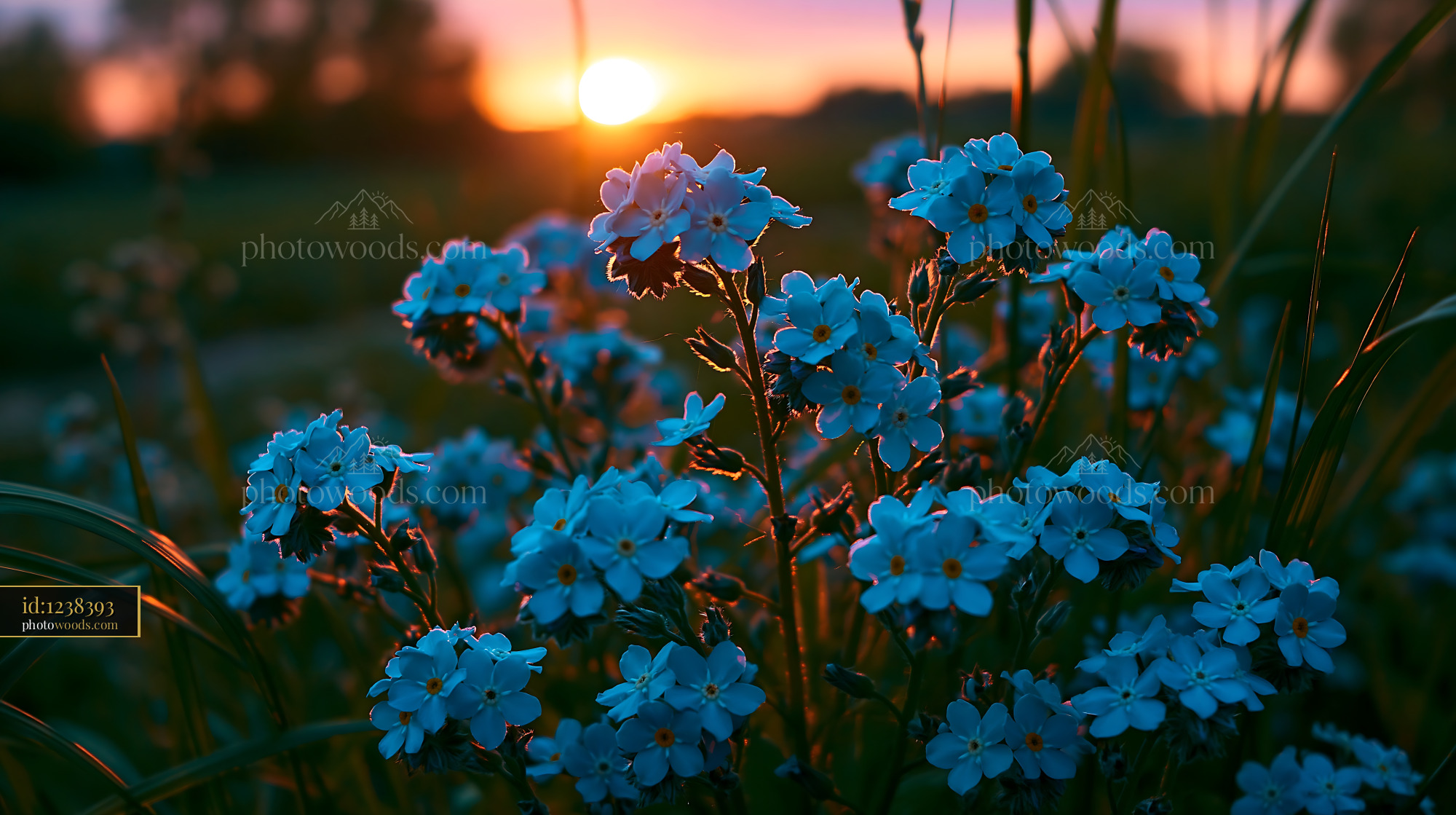 Blue Flowers Bloom Near Sunset in a Grassy Field