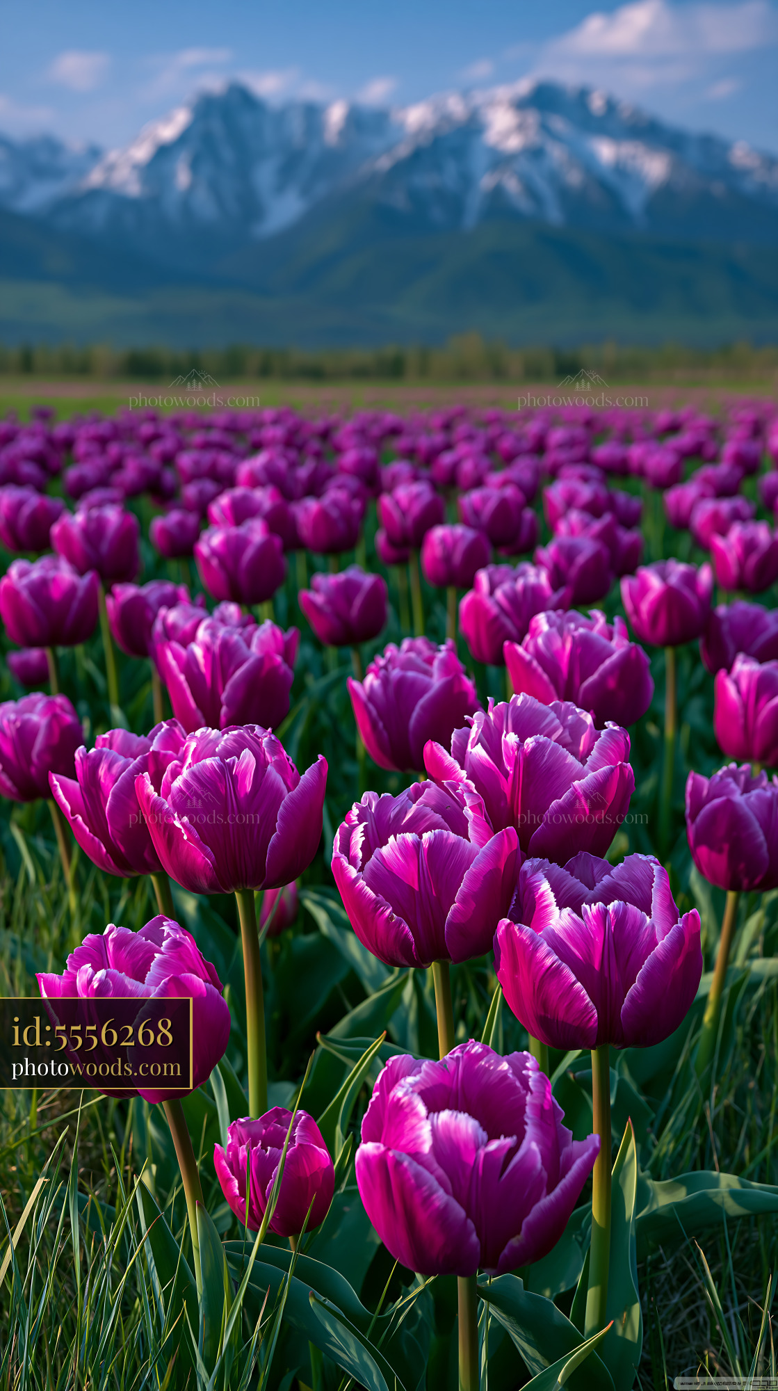 Wild Tulips in a Meadow Near Mountains in Spring