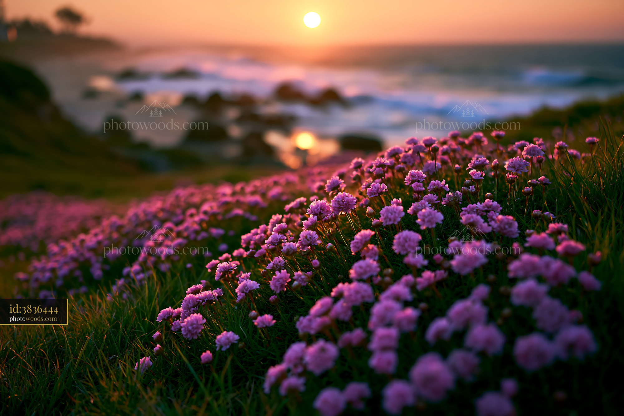 Flowers Bloom on the Shore as the Sun Sets Over the Ocean