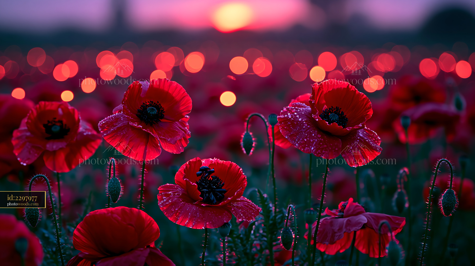Poppy Flowers With Dew in a Field at Sunset