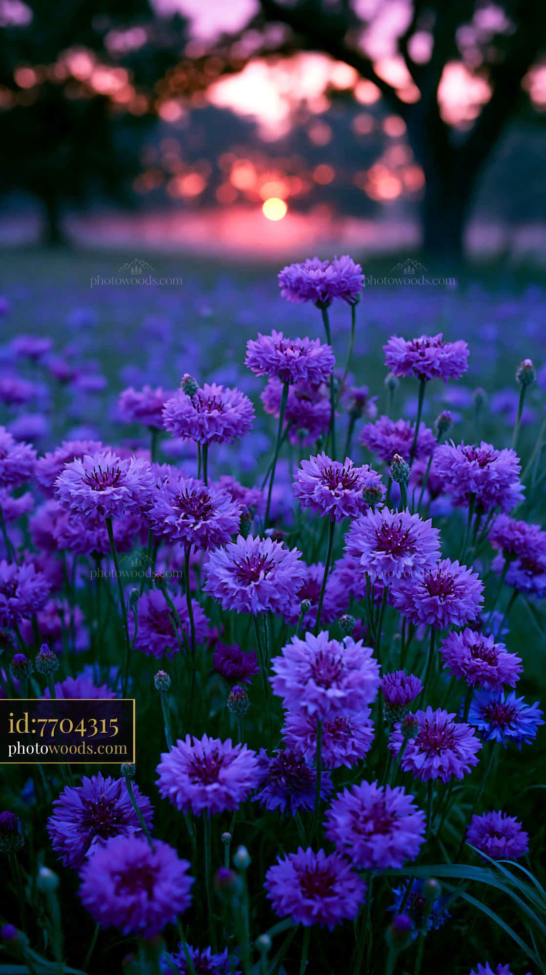 Purple Flowers Bloom in Field at Sunset With Warm Light