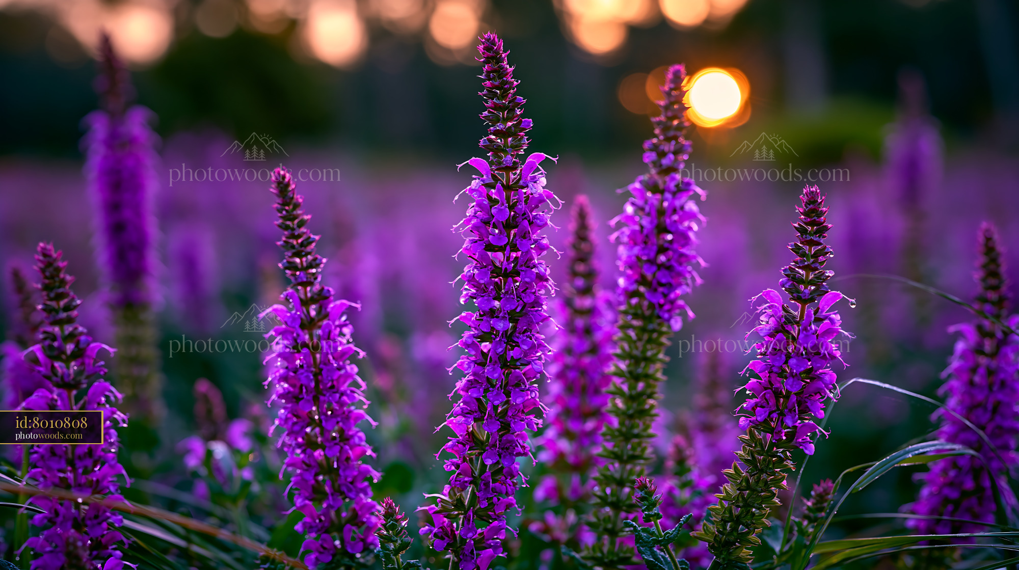 Meadow Sage Blooming in a Field at Sunset