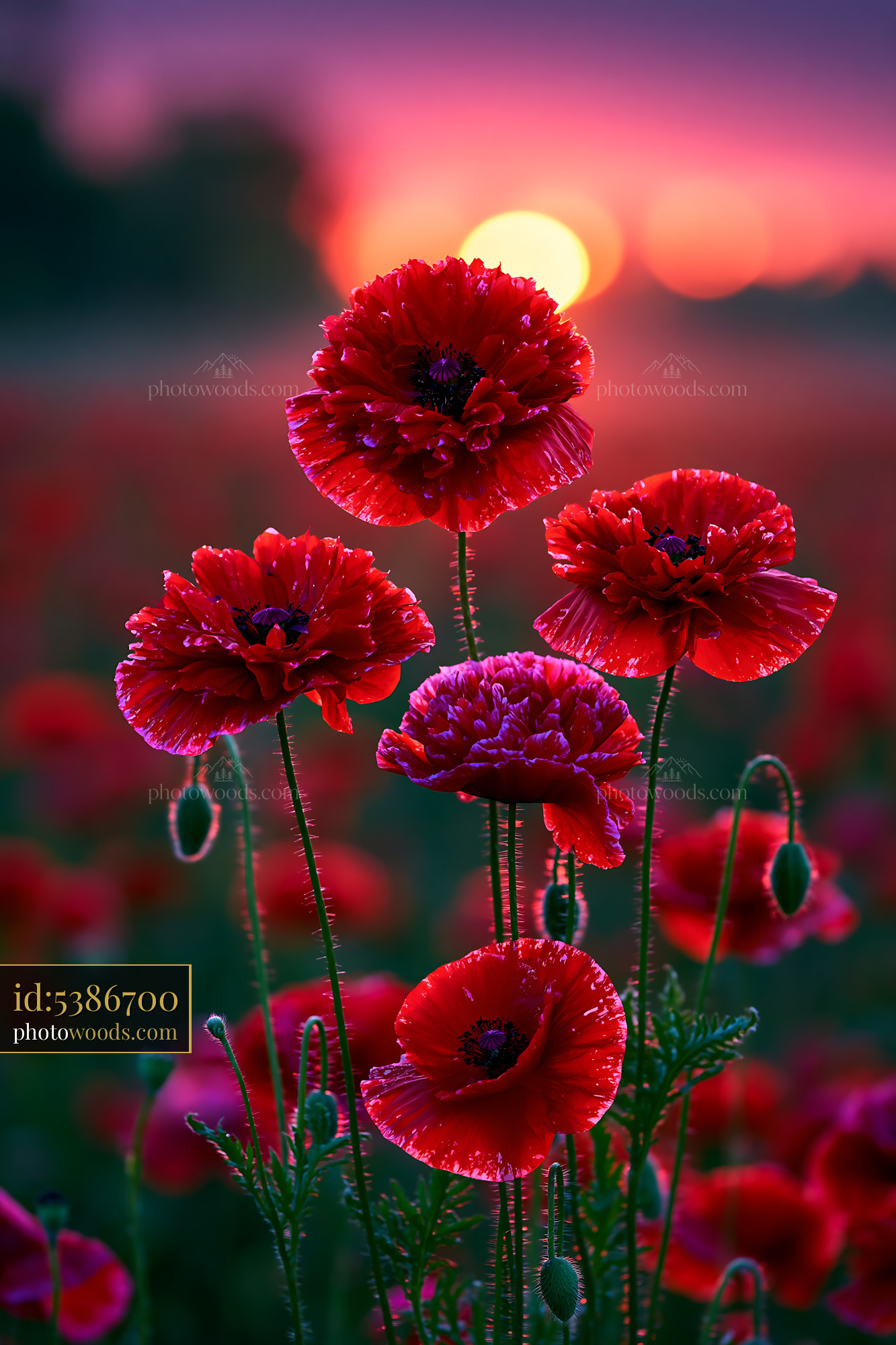 Red Poppies Blossom in the Field at Sunset