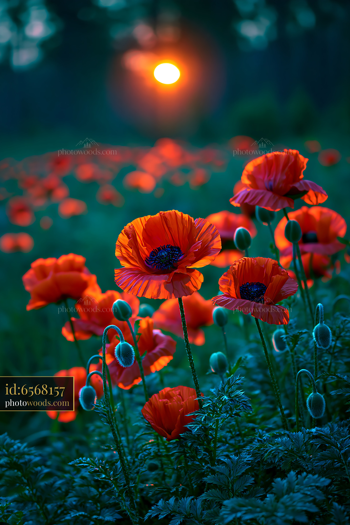 Poppies Bloom During Sunset in a Field Under Twilight Sky