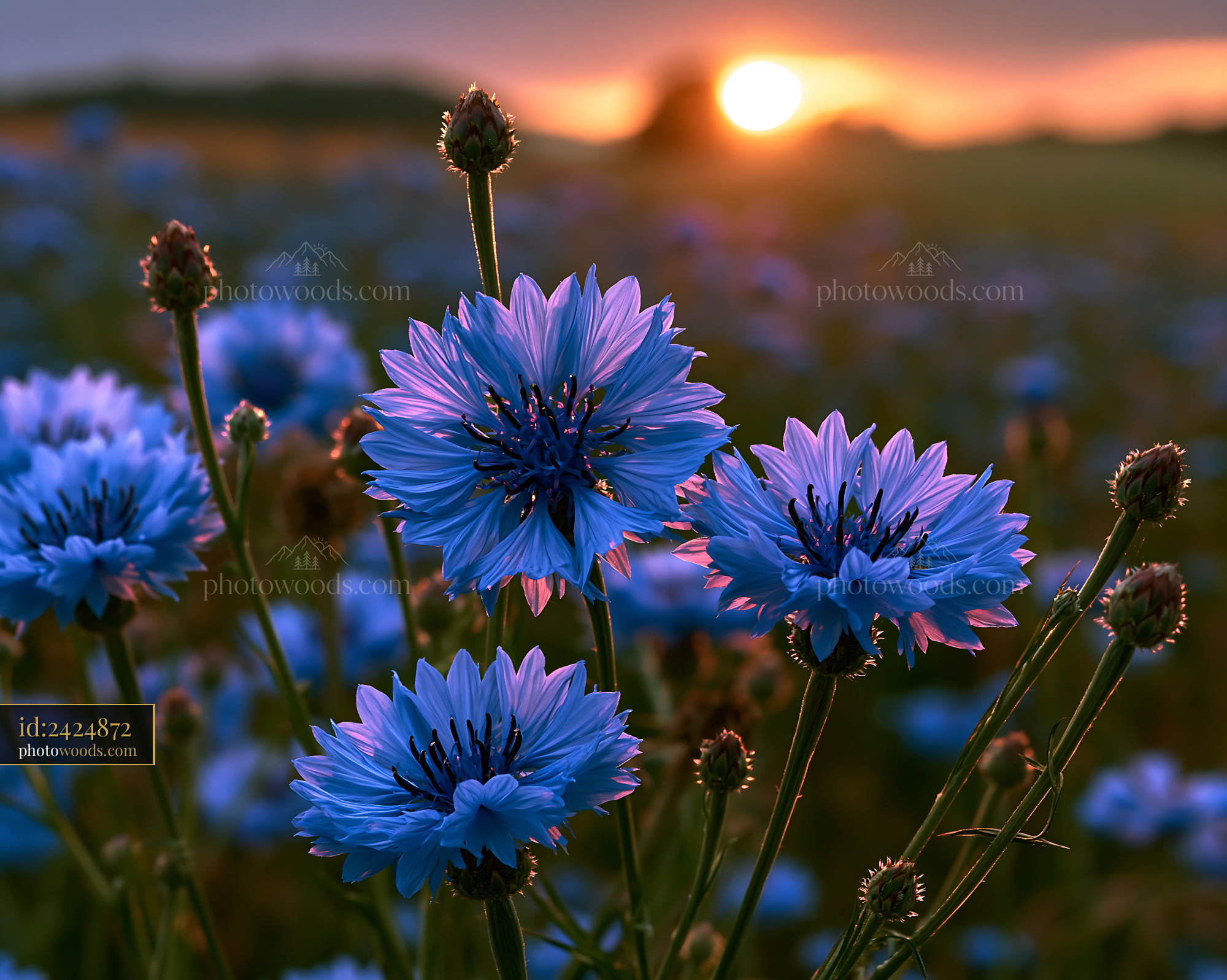 Blue Flowers Bloom in a Field as Sunset Casts Warm Light