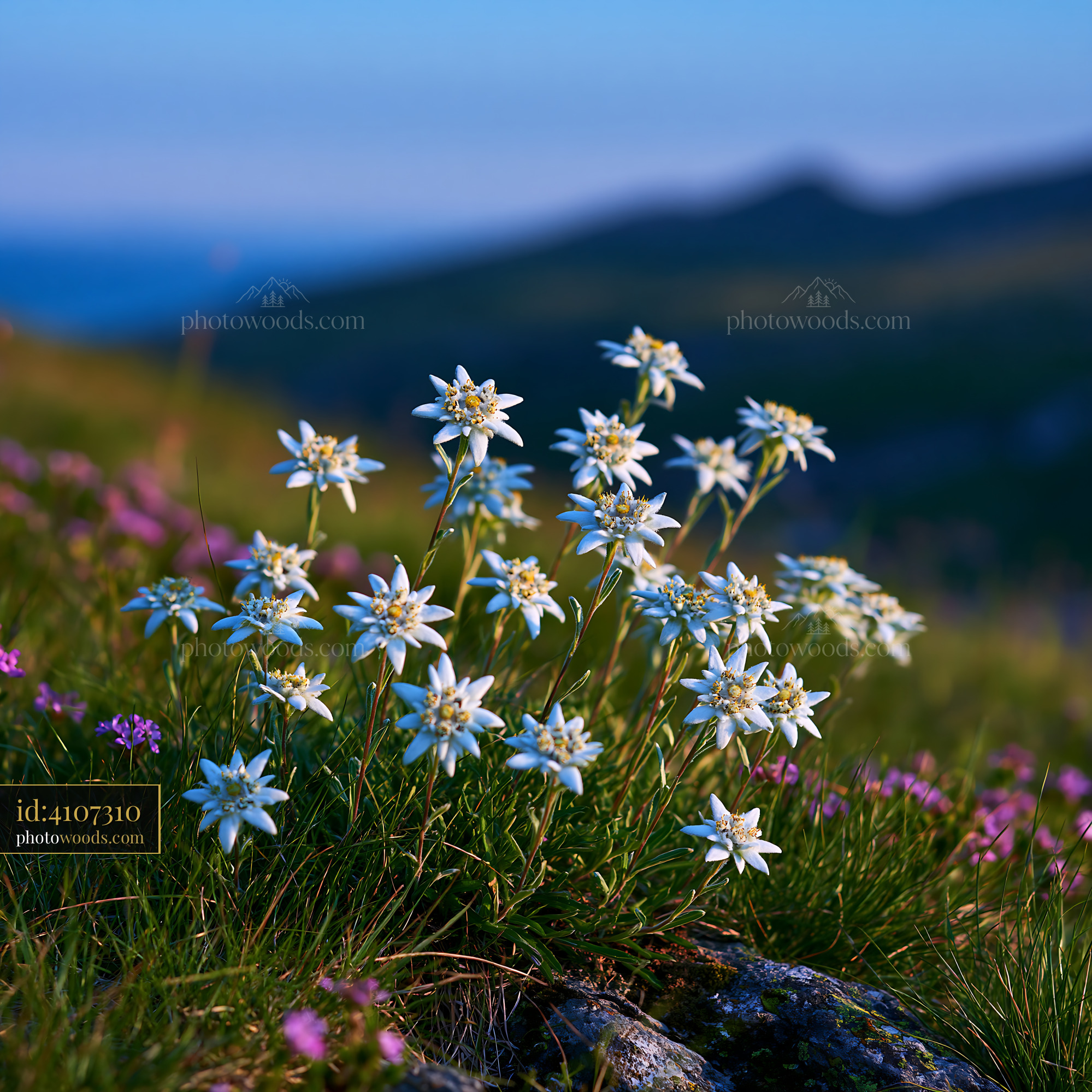Edelweiss Flowers Blooming in an Alpine Meadow at Dusk