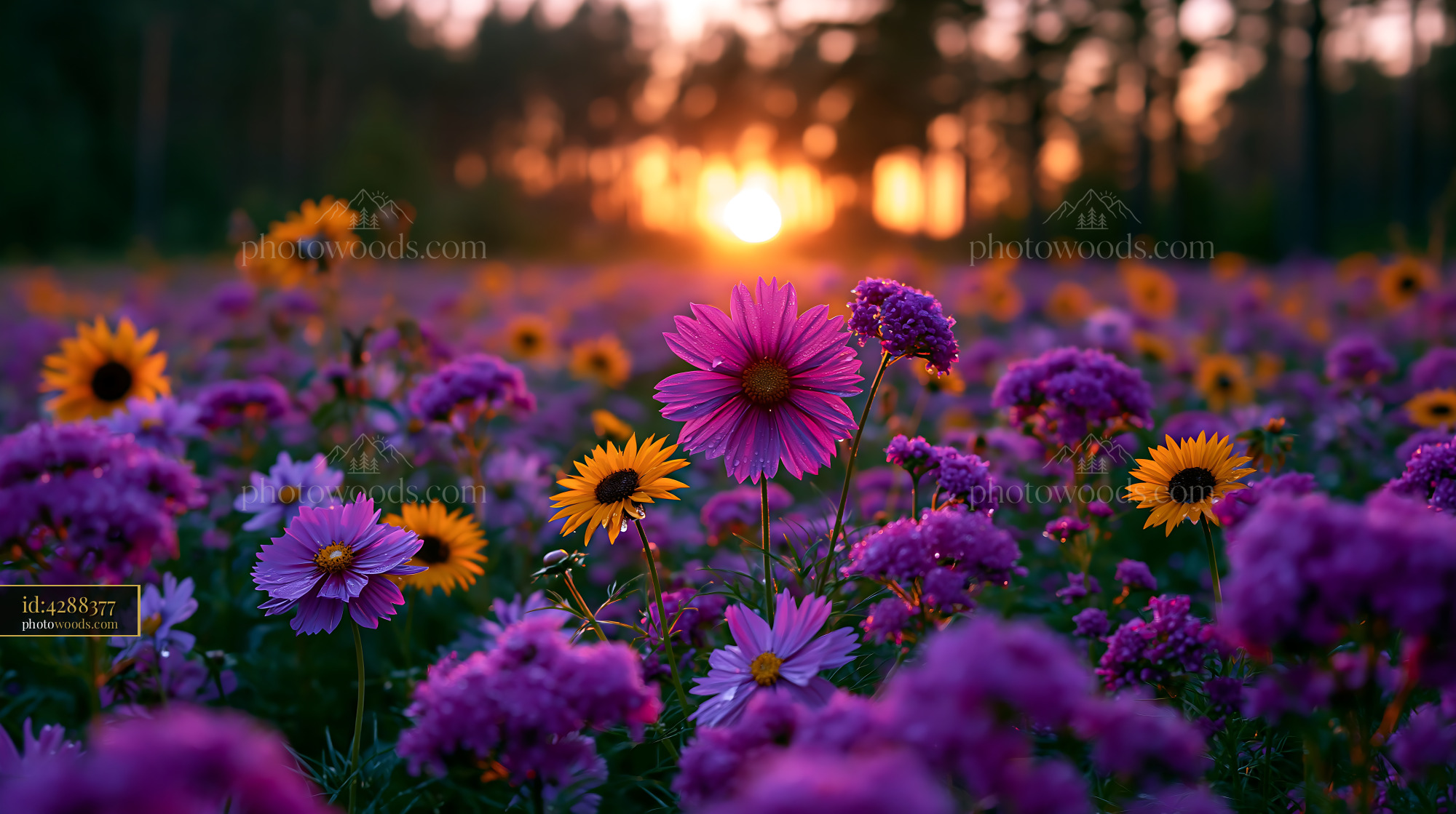 Flowers Bloom in Field During Sunset With Orange Sky