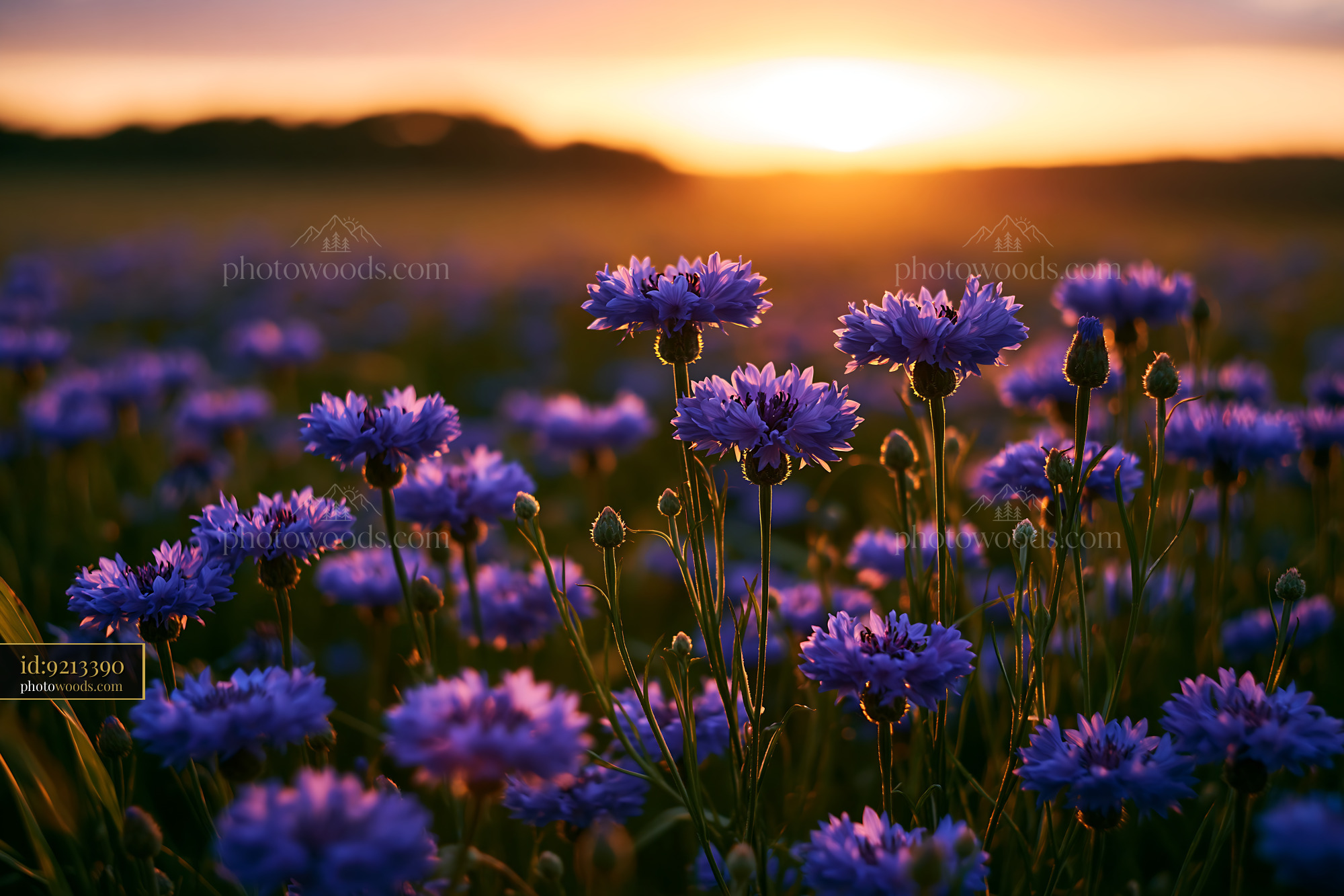 Cornflower Blooms at Sunset in a Meadow
