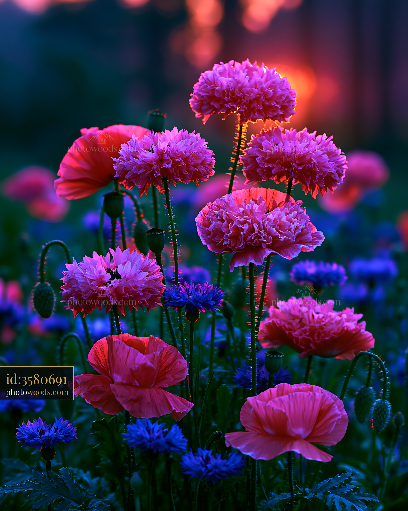 Pink Flowers Bloom in a Field During Sunset