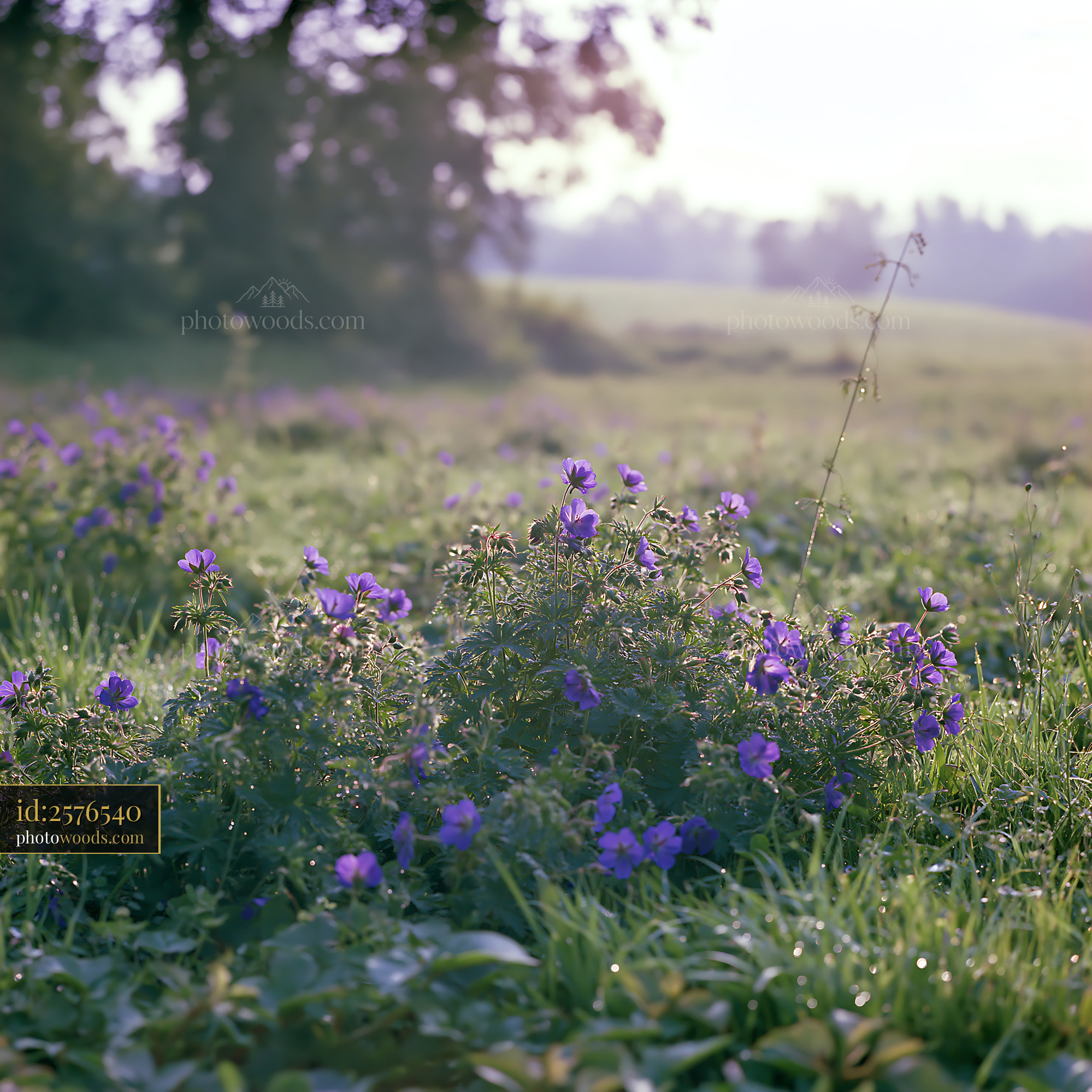 Cranesbill Wildflowers Blooming in a Field During Springtime