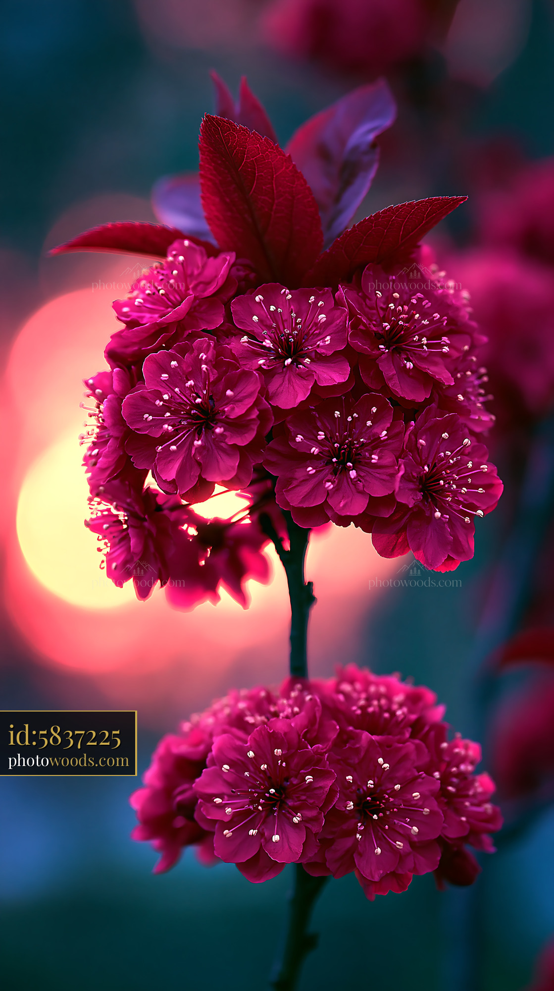Bright Pink Flowers Bloom on a Branch Near Glowing Background