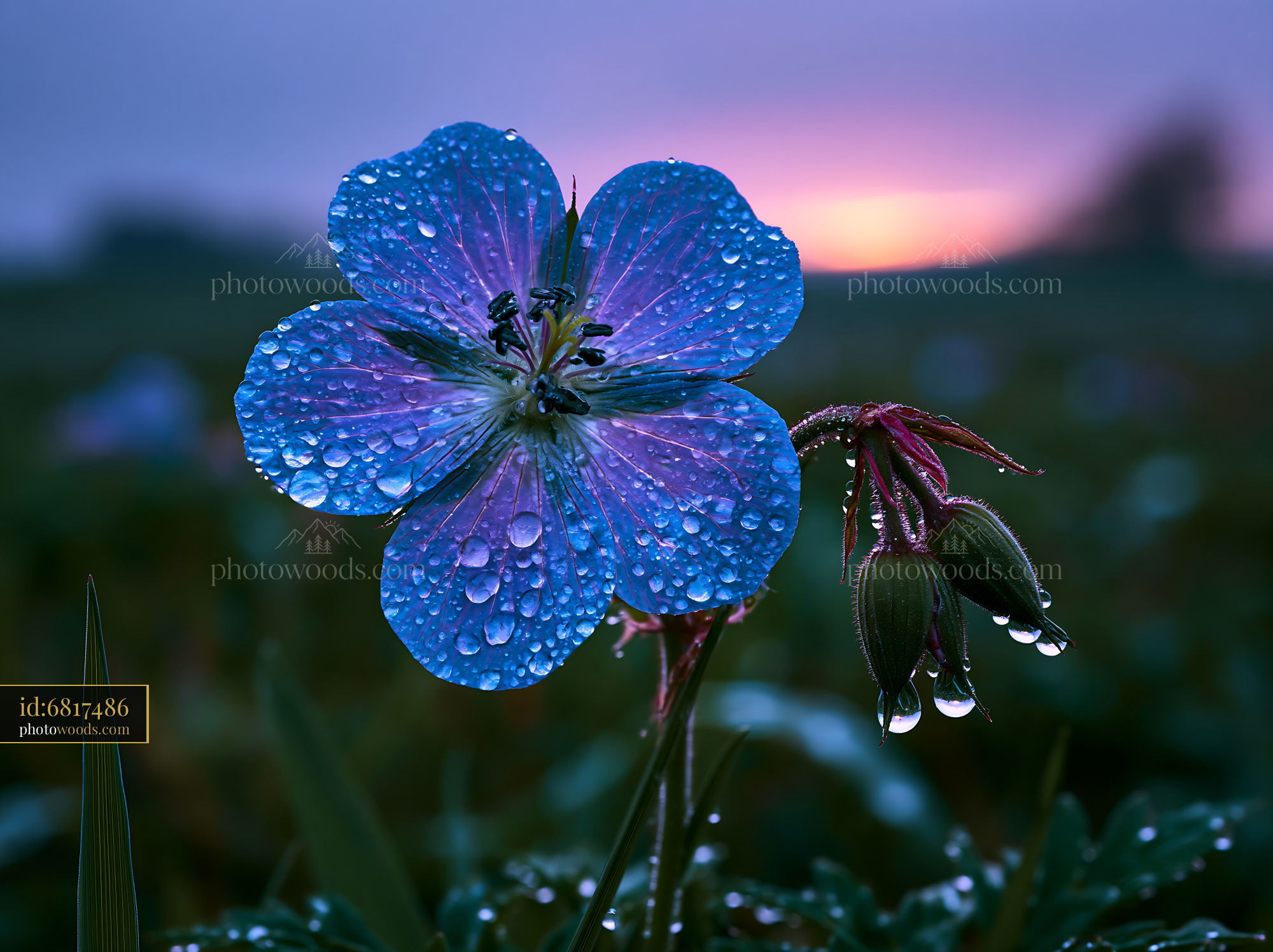 Flower With Water Droplets Under a Colorful Sunset Sky
