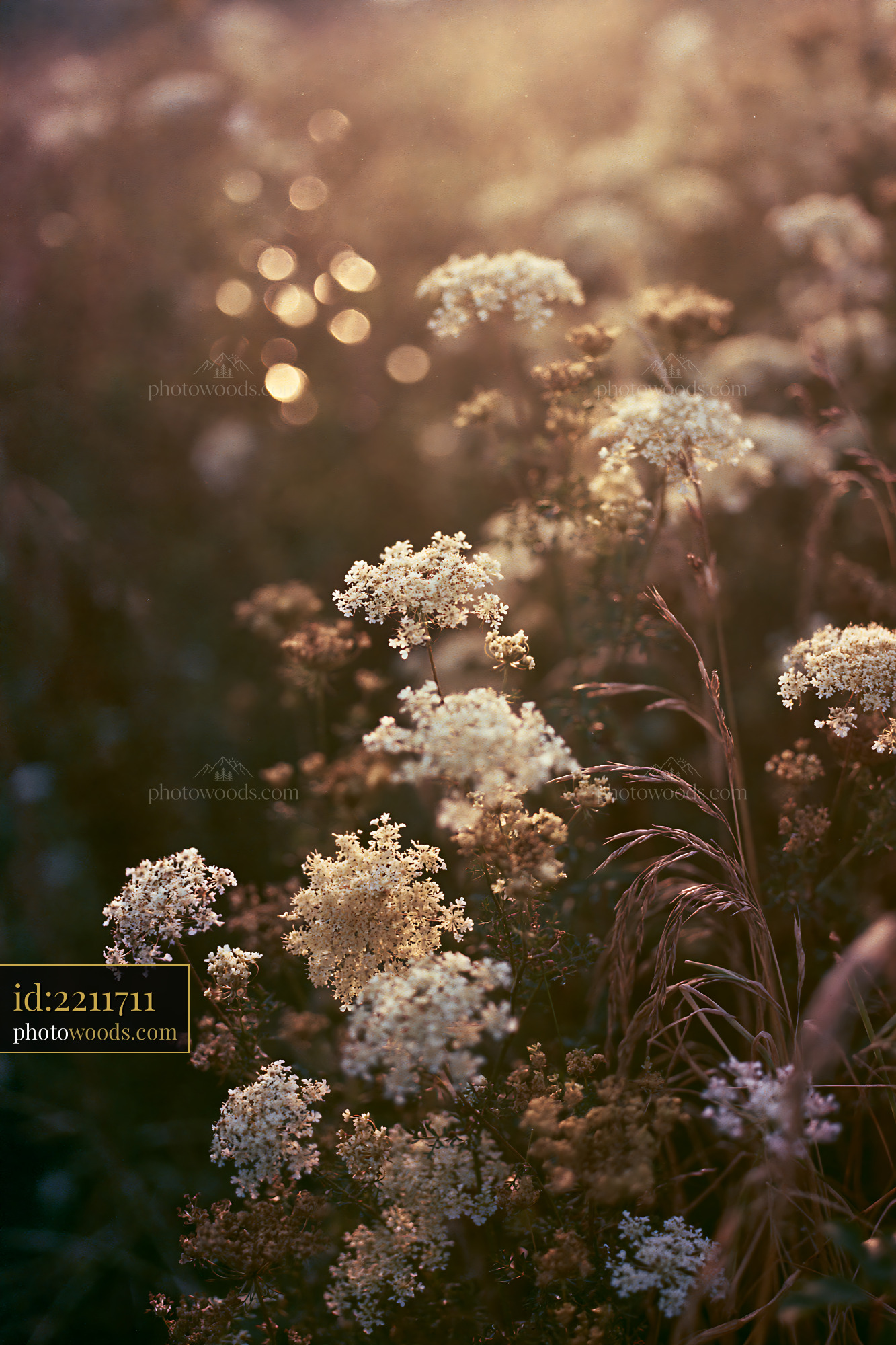 Wild Carrot Wildflower Blooming in Golden Hour Light