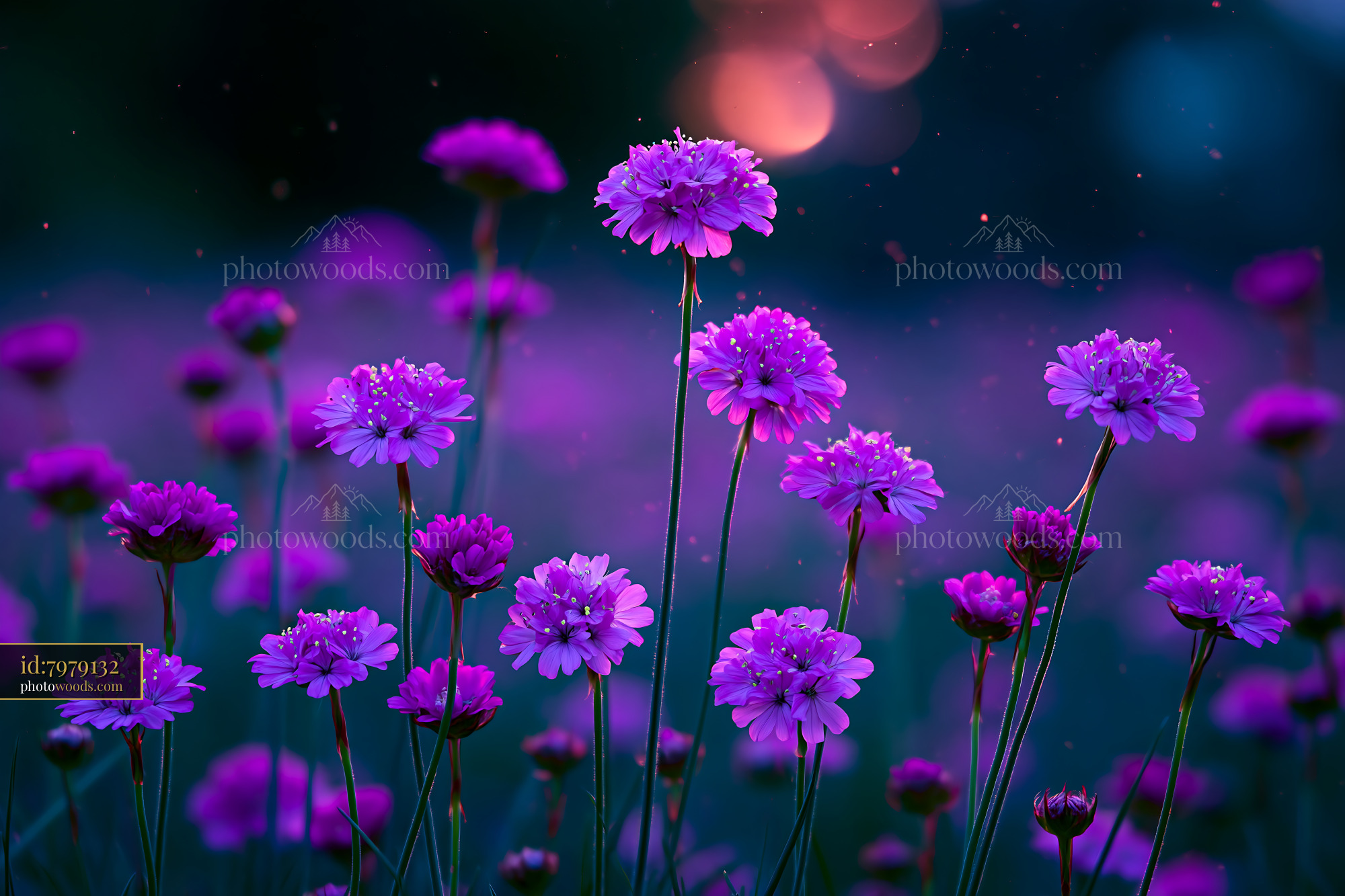 Purple Flowers Bloom in Garden at Sunset With Soft Light