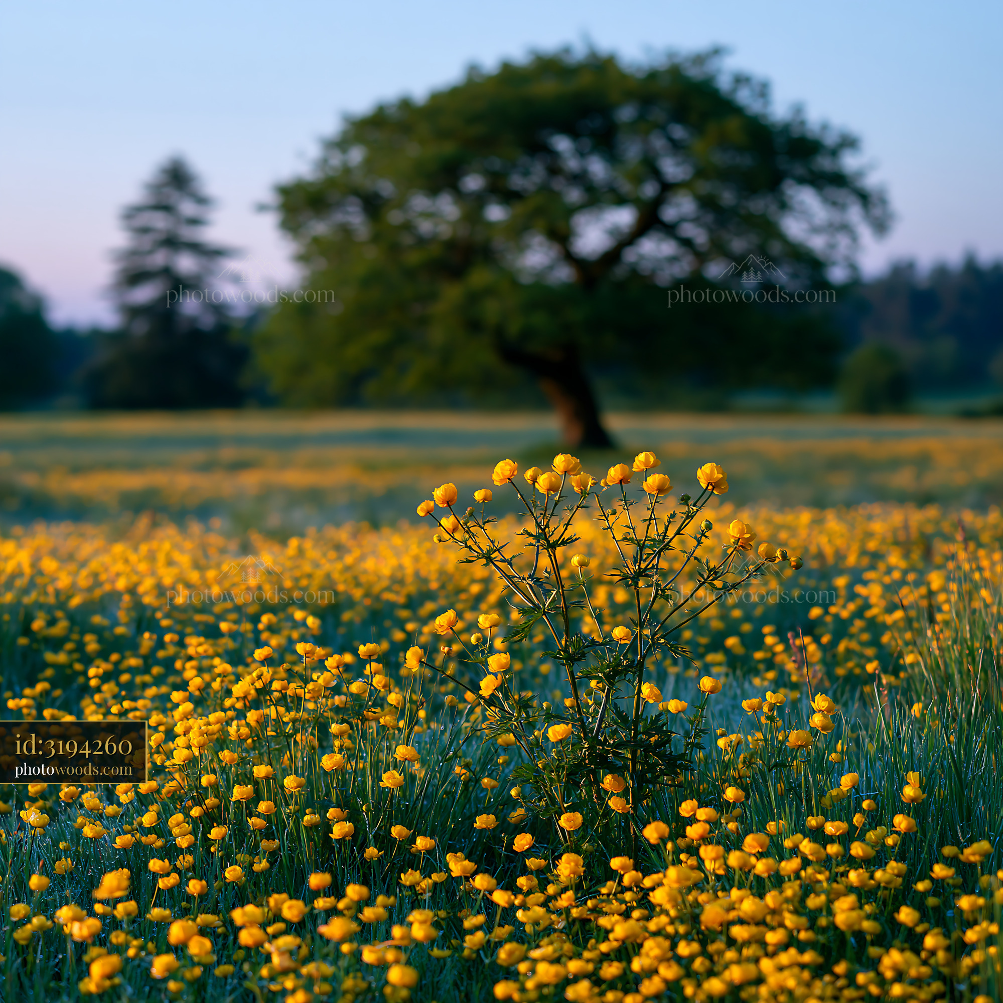 Globeflowers Blooming in Wet Meadow With Tree in the Background