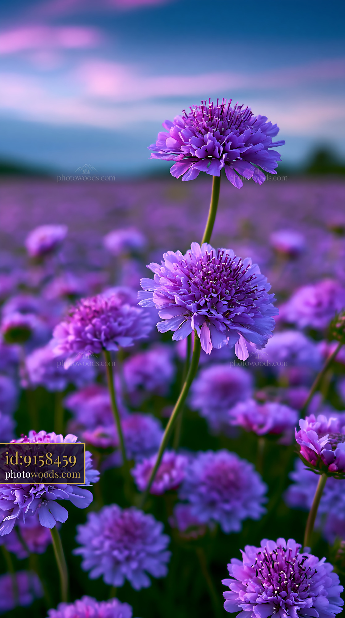 Purple Flowers Bloom in a Field Under Evening Sky