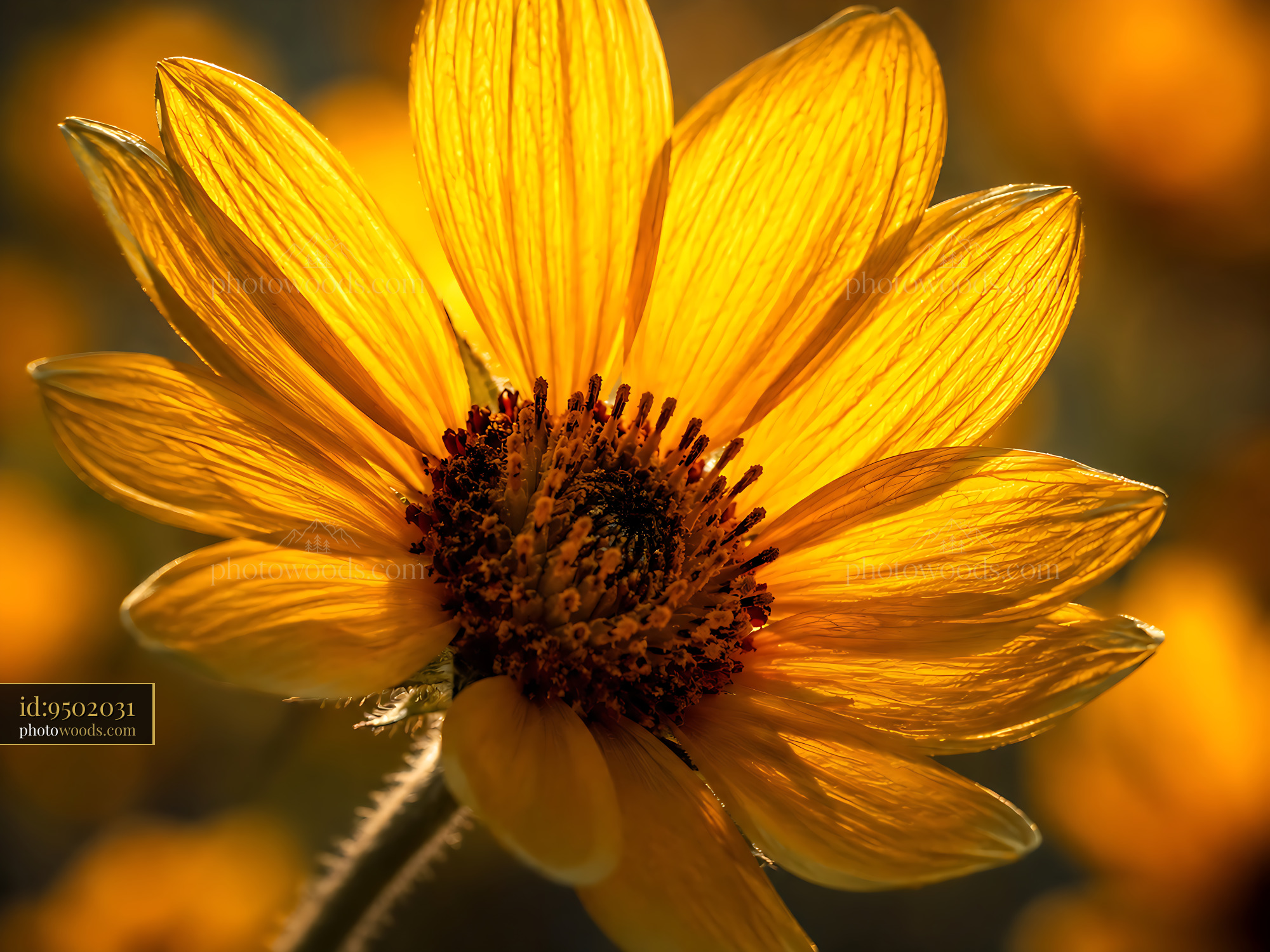 Sunflower Blooms Under Warm Light With Delicate Petals Showing