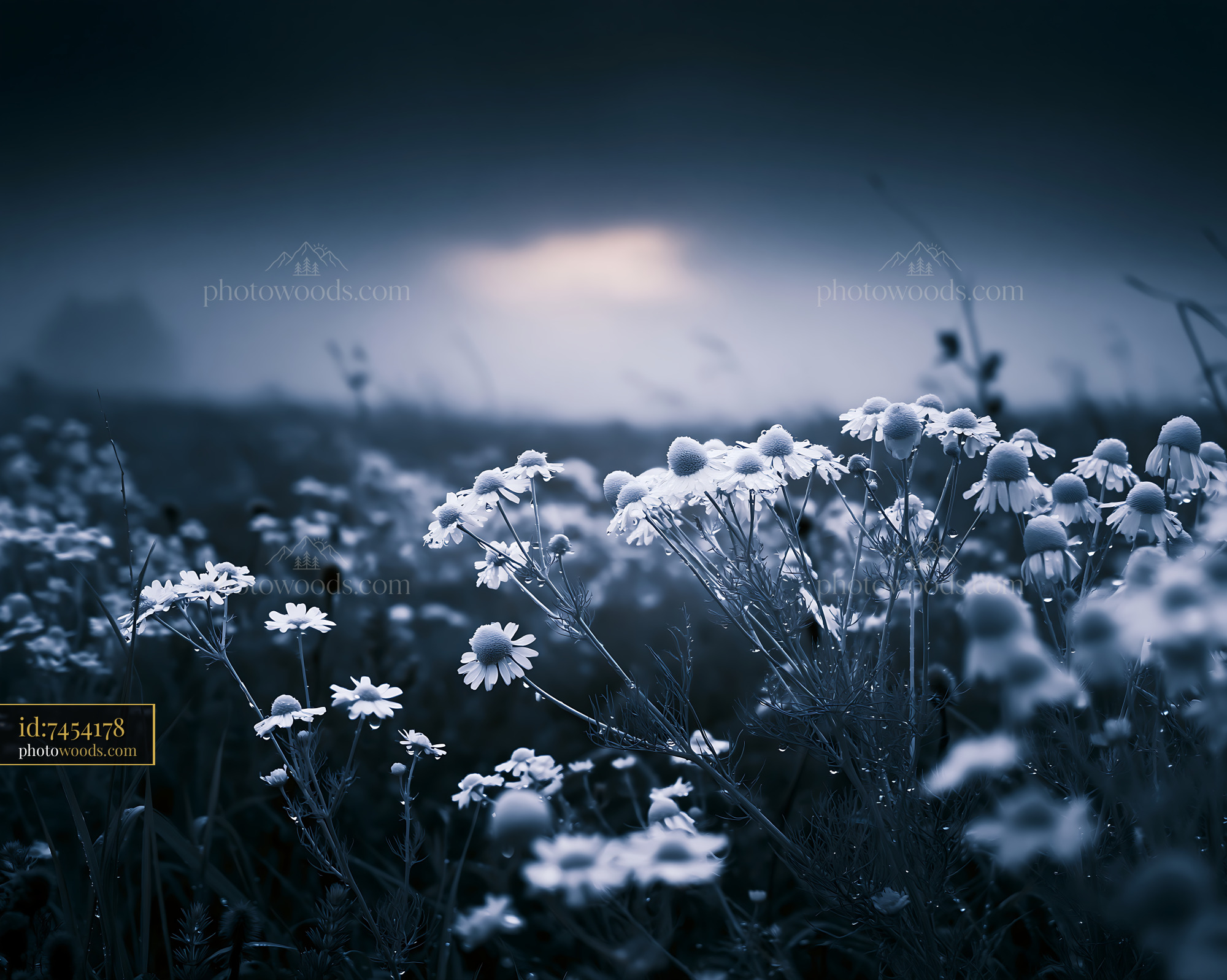 Chamomile Blossoms in Misty Meadow During Dawn